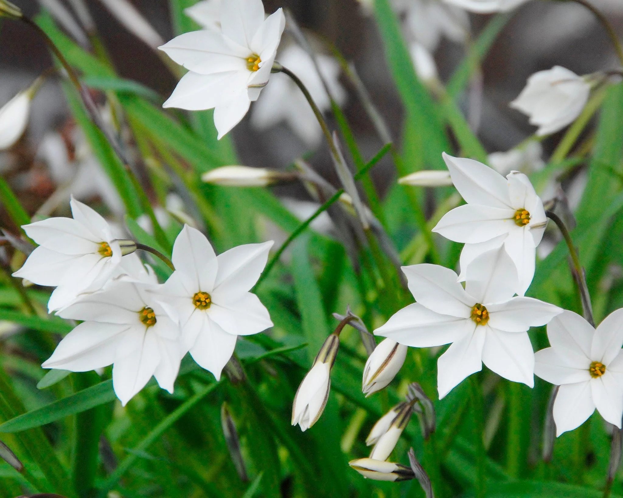 Ipheion 'Alberto Castillo' - Image 6