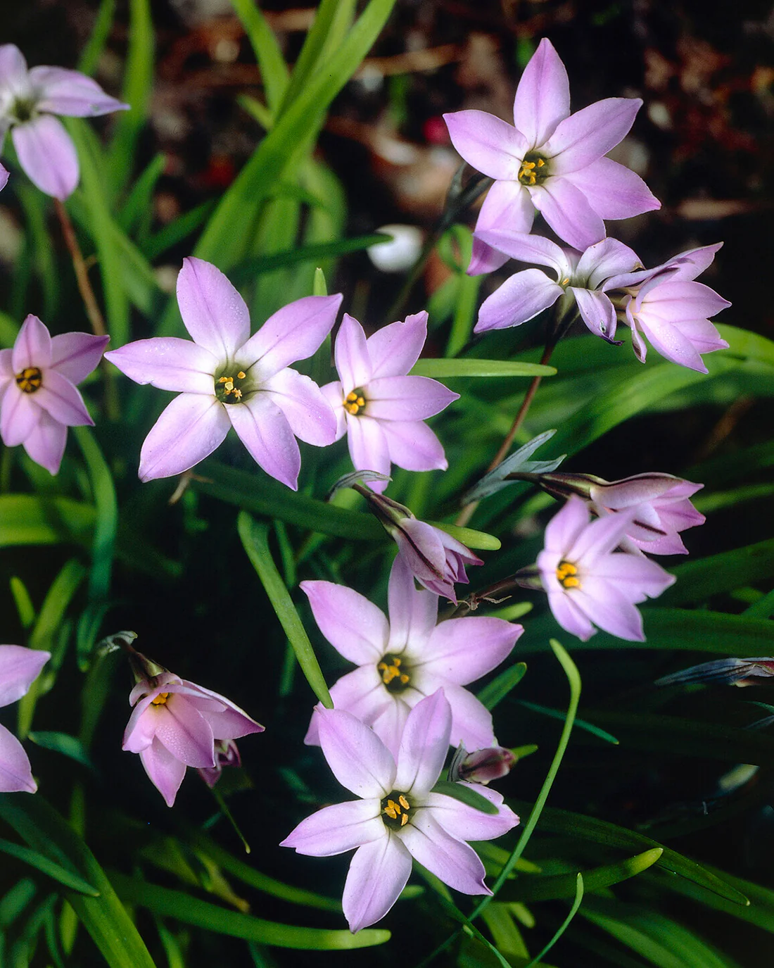 Ipheion 'Wisley Blue' - Image 4