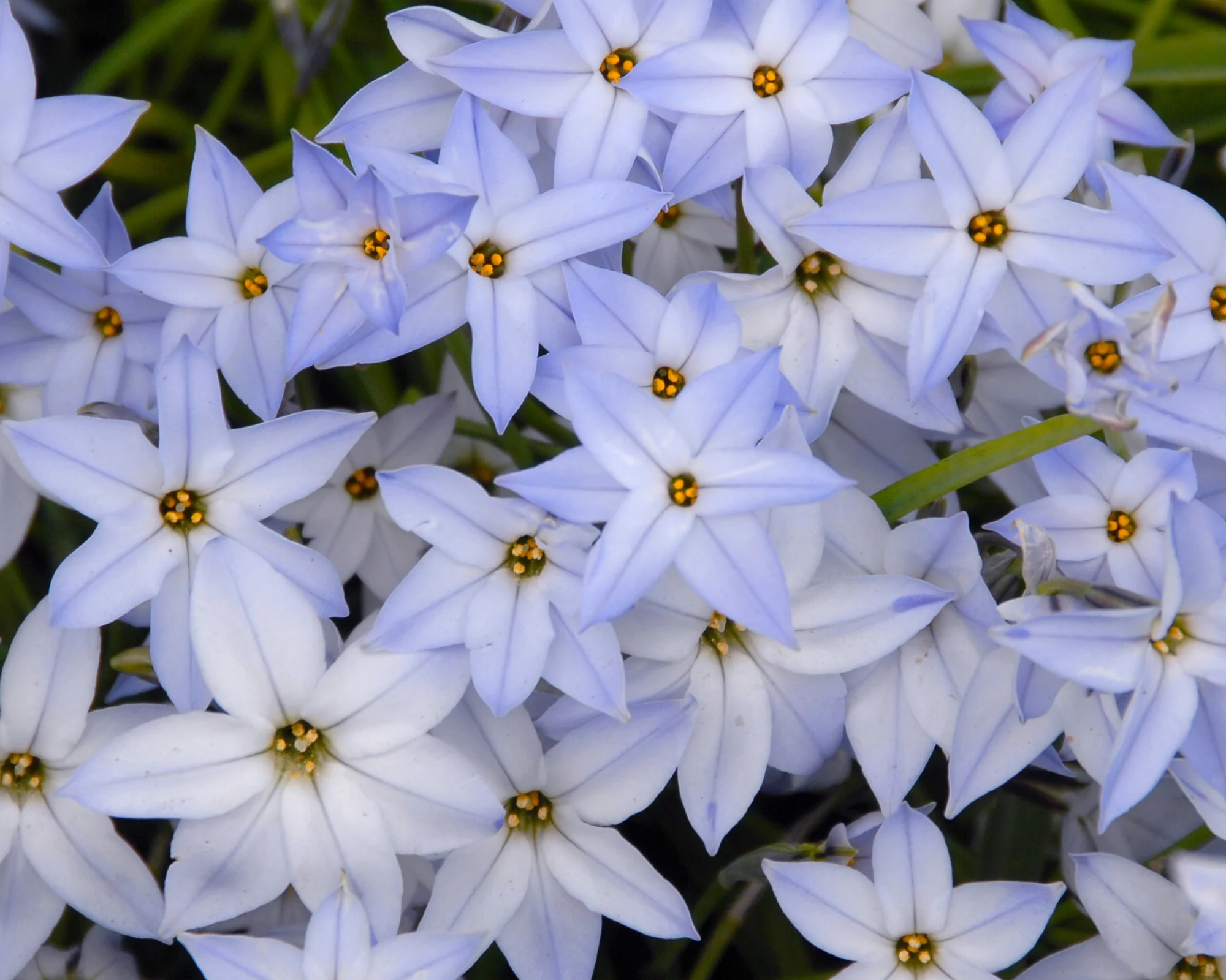 Ipheion 'Wisley Blue' - Image 5