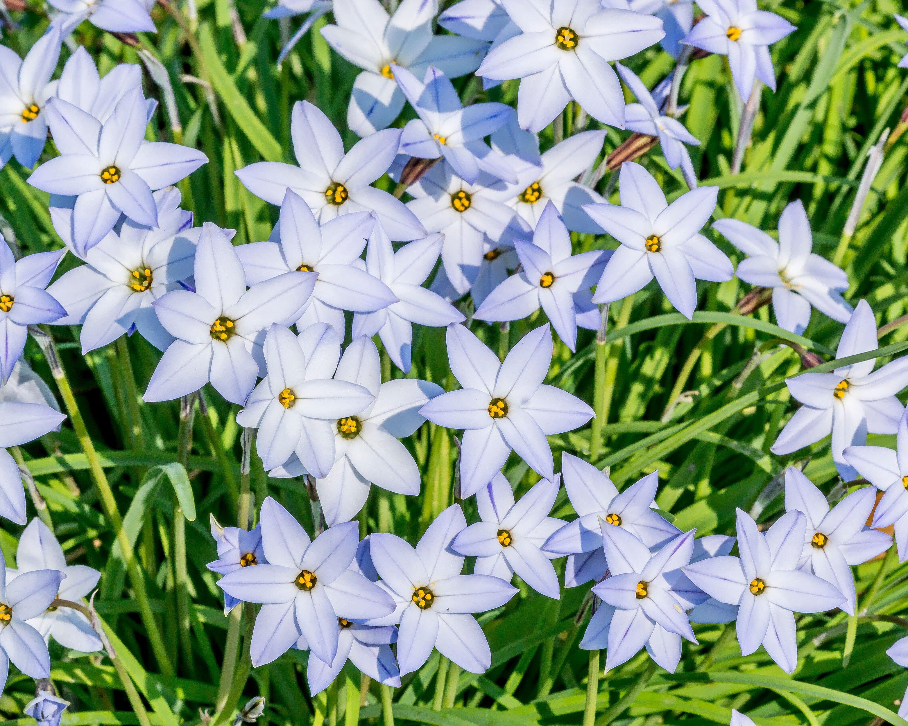 Ipheion 'Wisley Blue' - Image 6