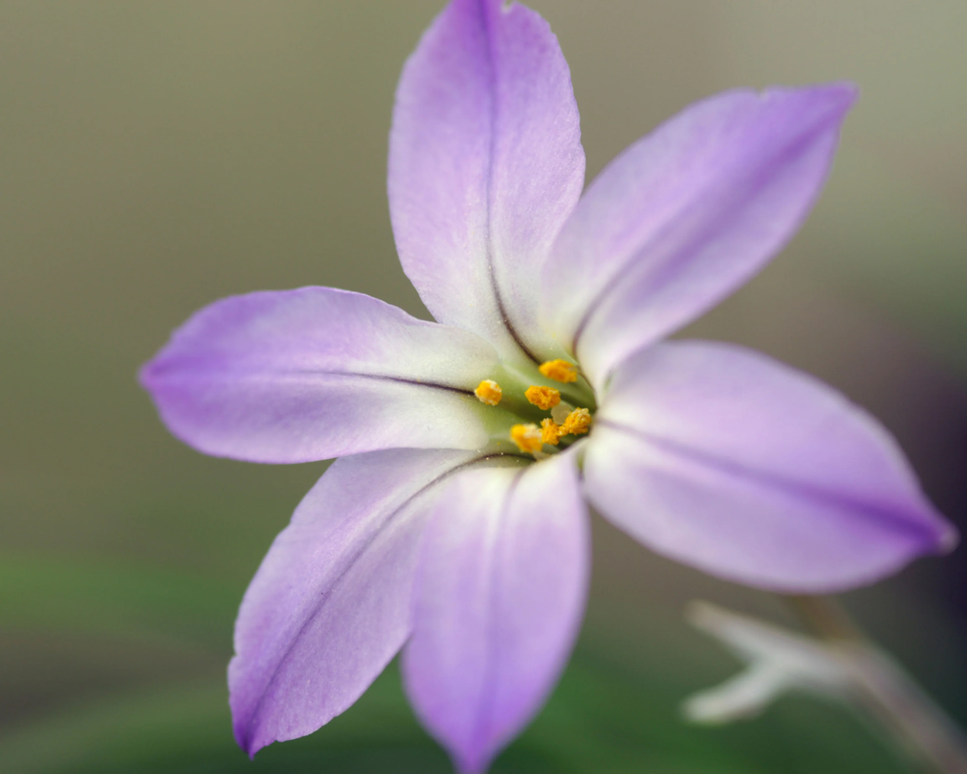 Ipheion 'Wisley Blue' - Image 7