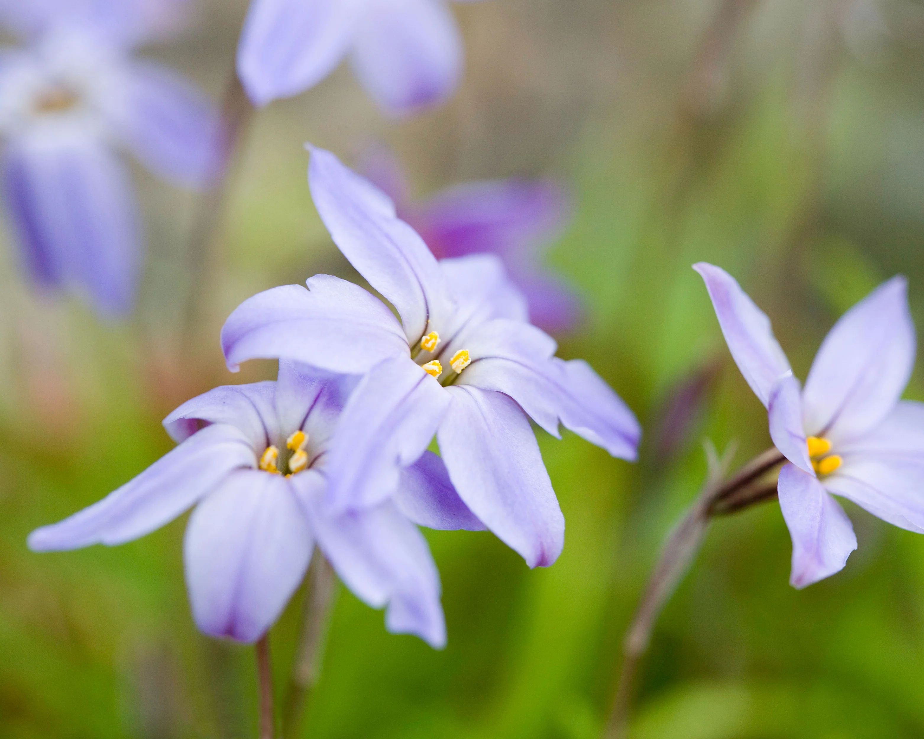 Ipheion 'Wisley Blue' - Image 9