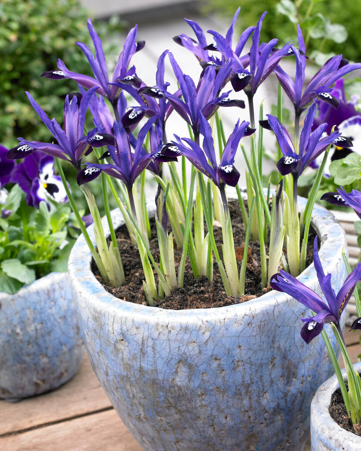 Iris 'Blue Note' - Image 4