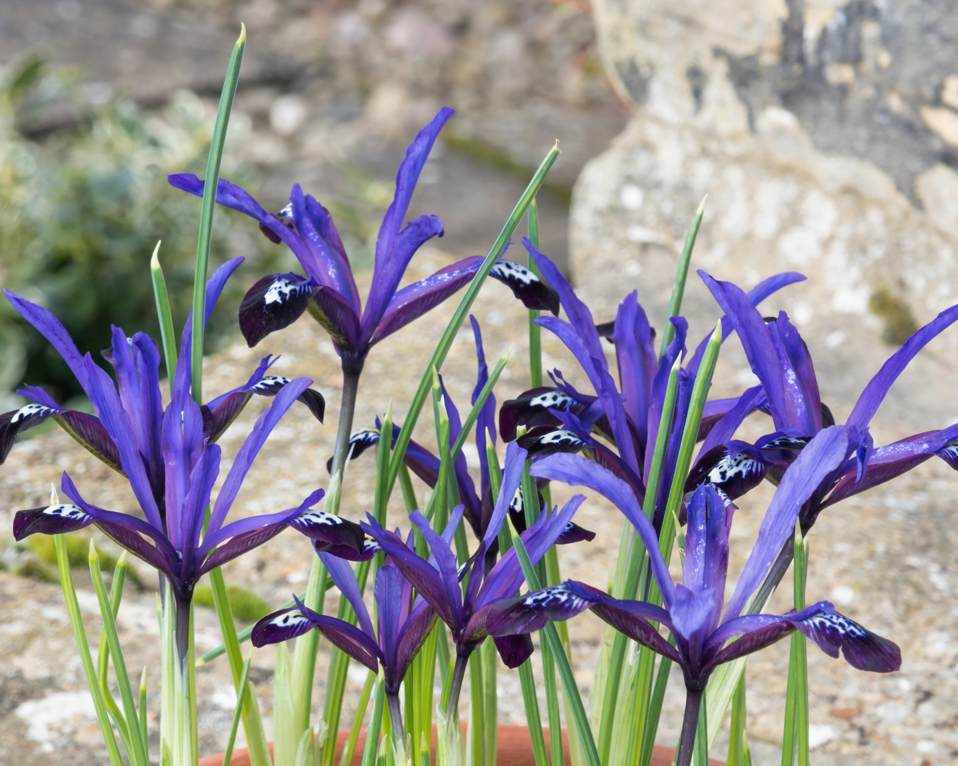 Iris 'Blue Note' - Image 5