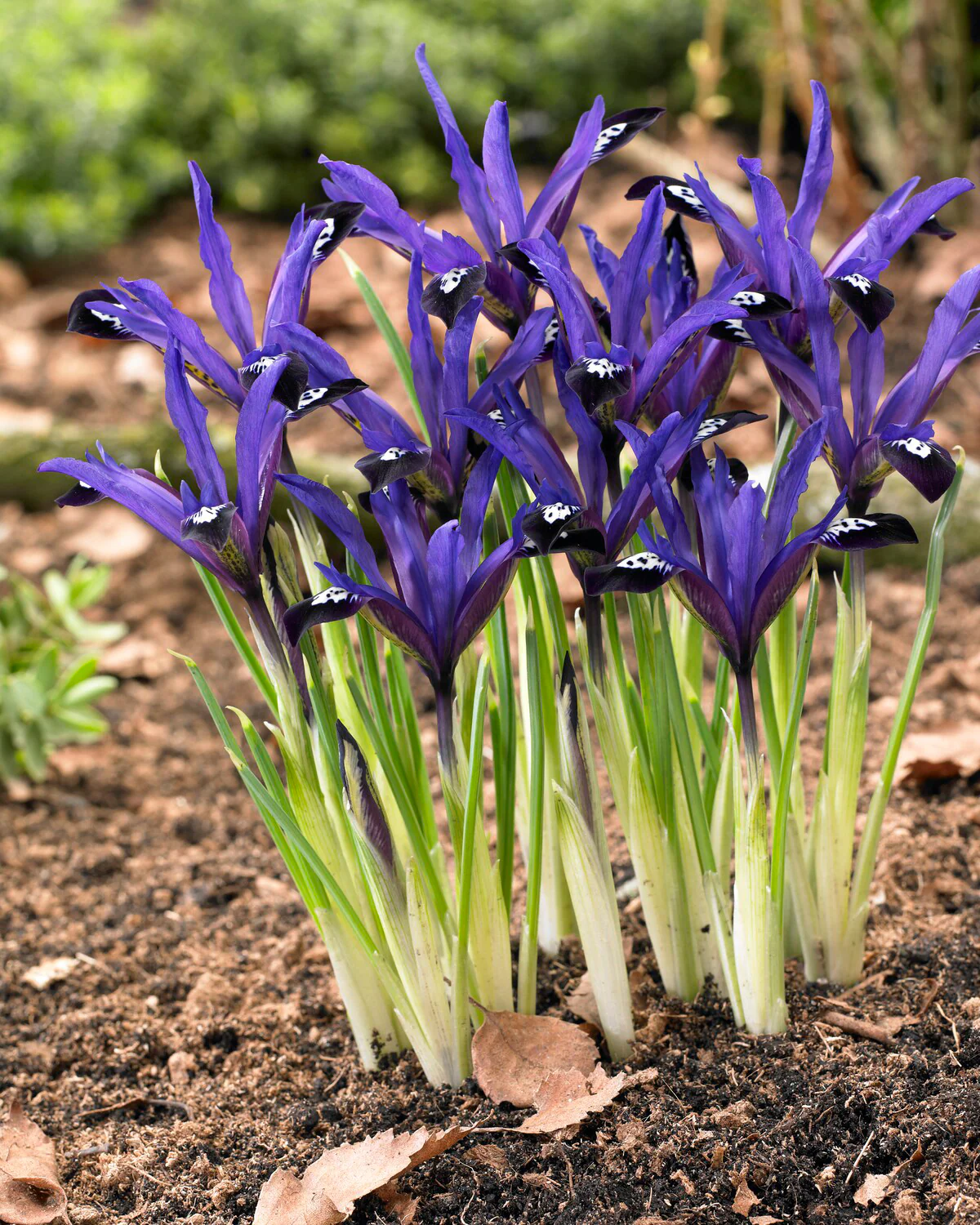Iris 'Blue Note' - Image 7