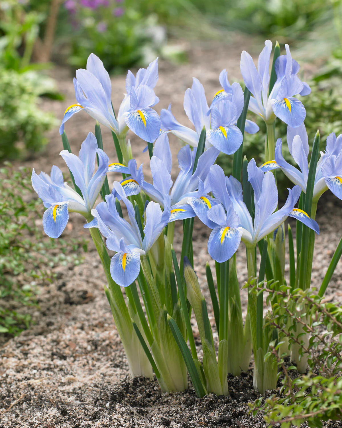 Iris 'Blue Planet' - Image 3