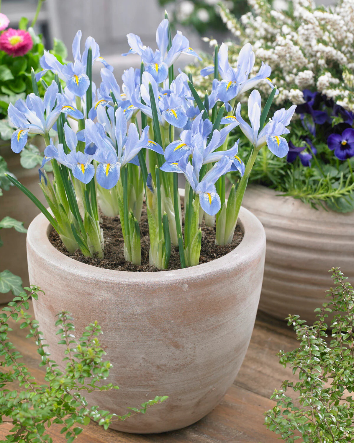 Iris 'Blue Planet' - Image 4