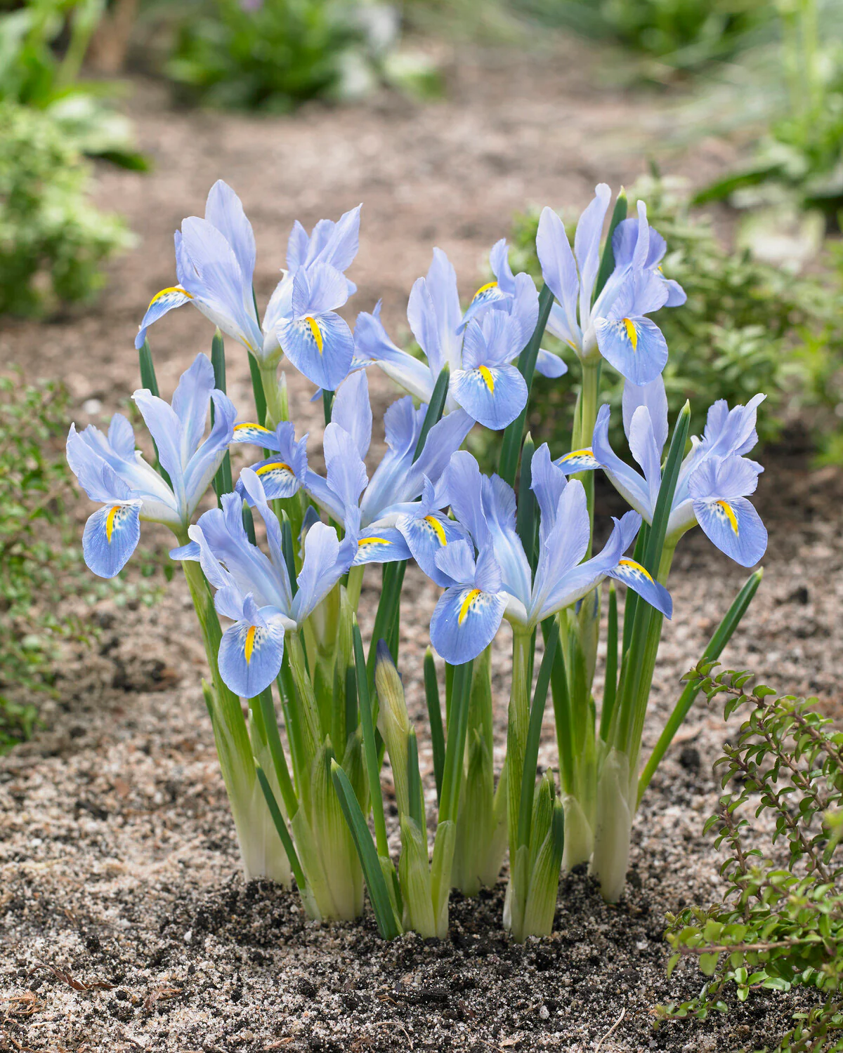 Iris 'Blue Planet' - Image 5