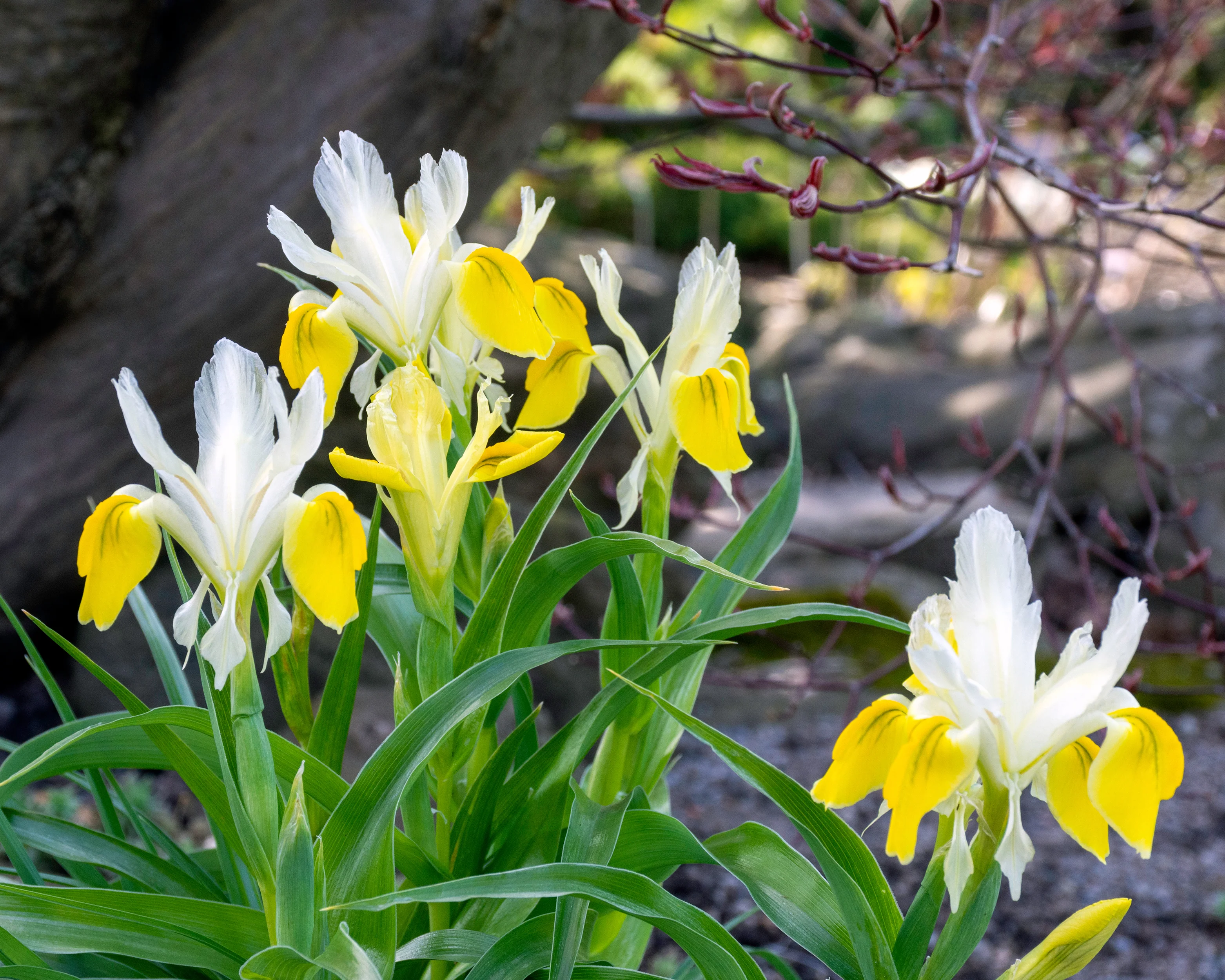 Iris bucharica - Image 10