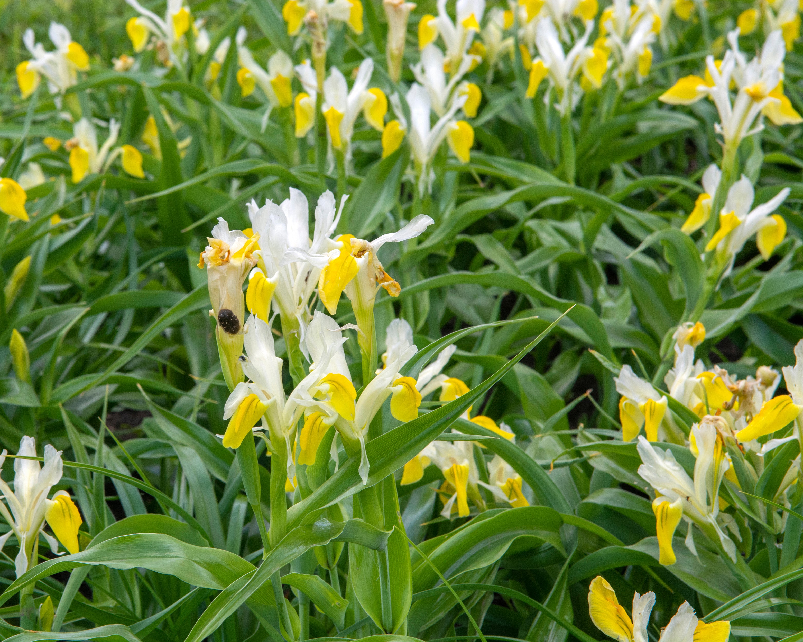 Iris bucharica - Image 11