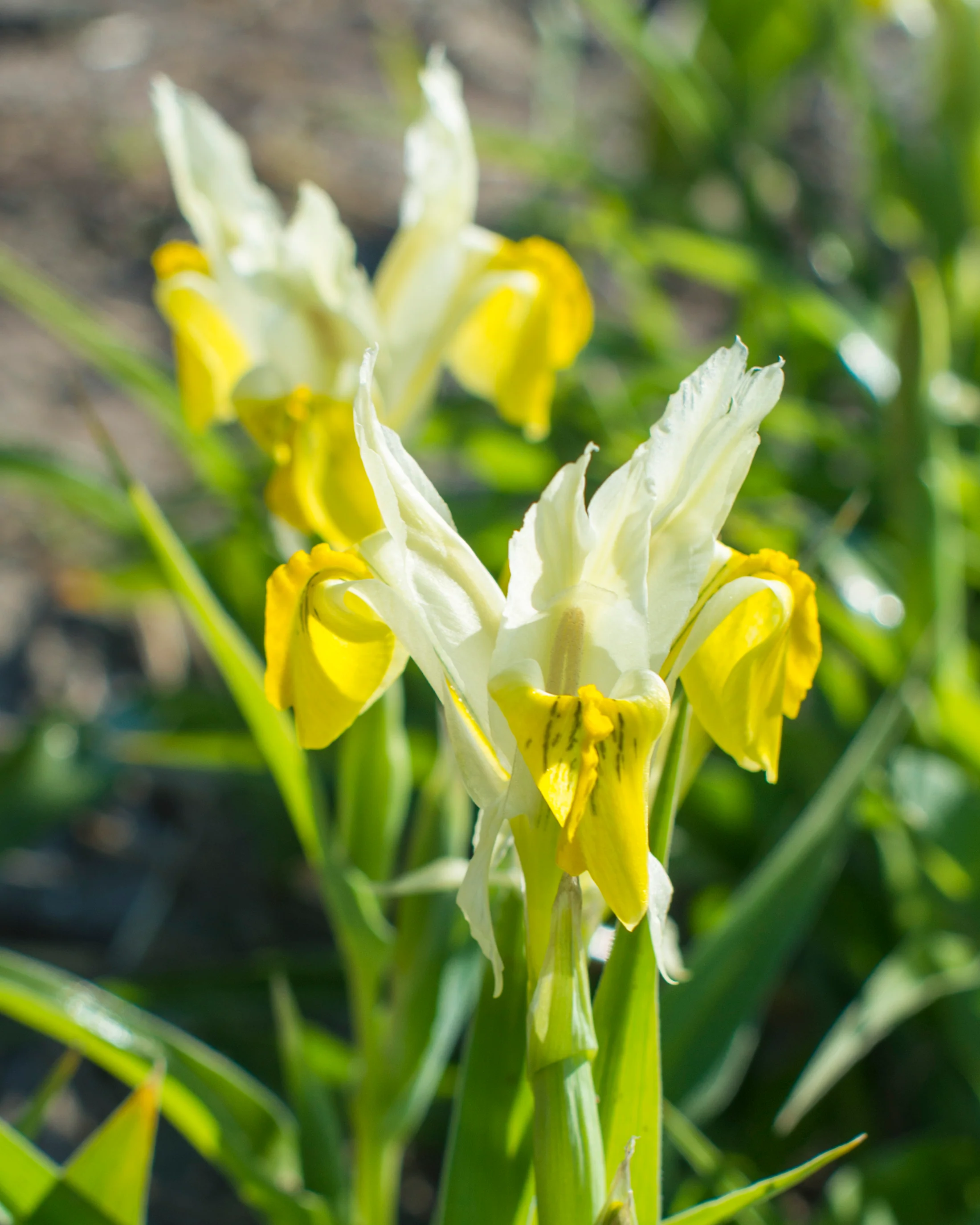 Iris bucharica - Image 12