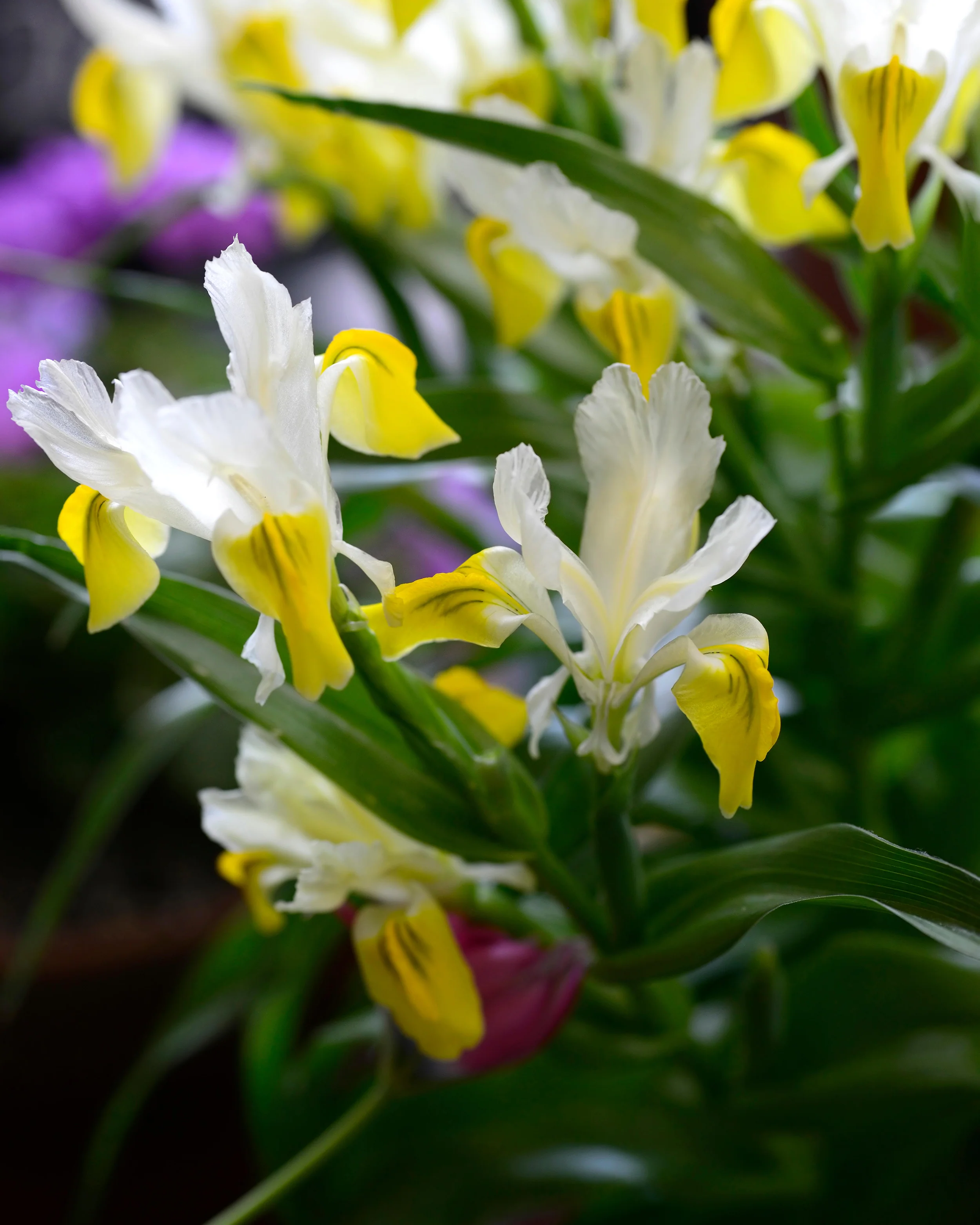 Iris bucharica - Image 13