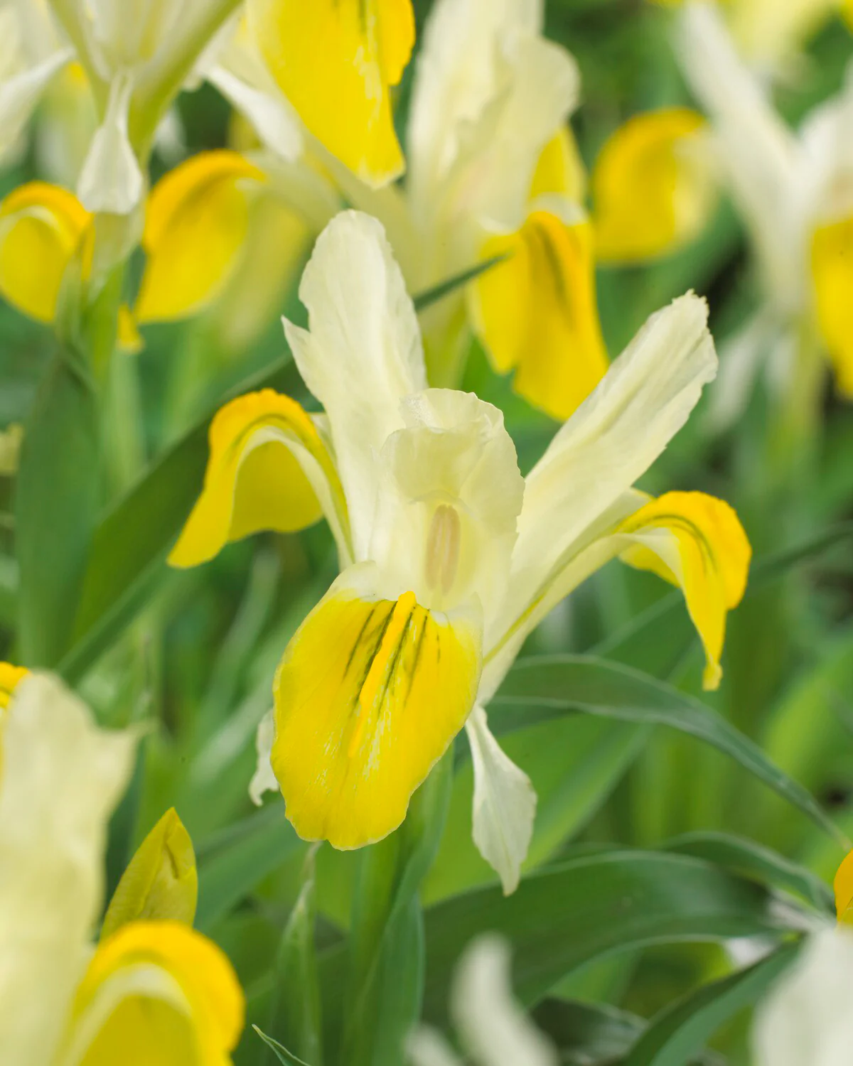 Iris bucharica - Image 2