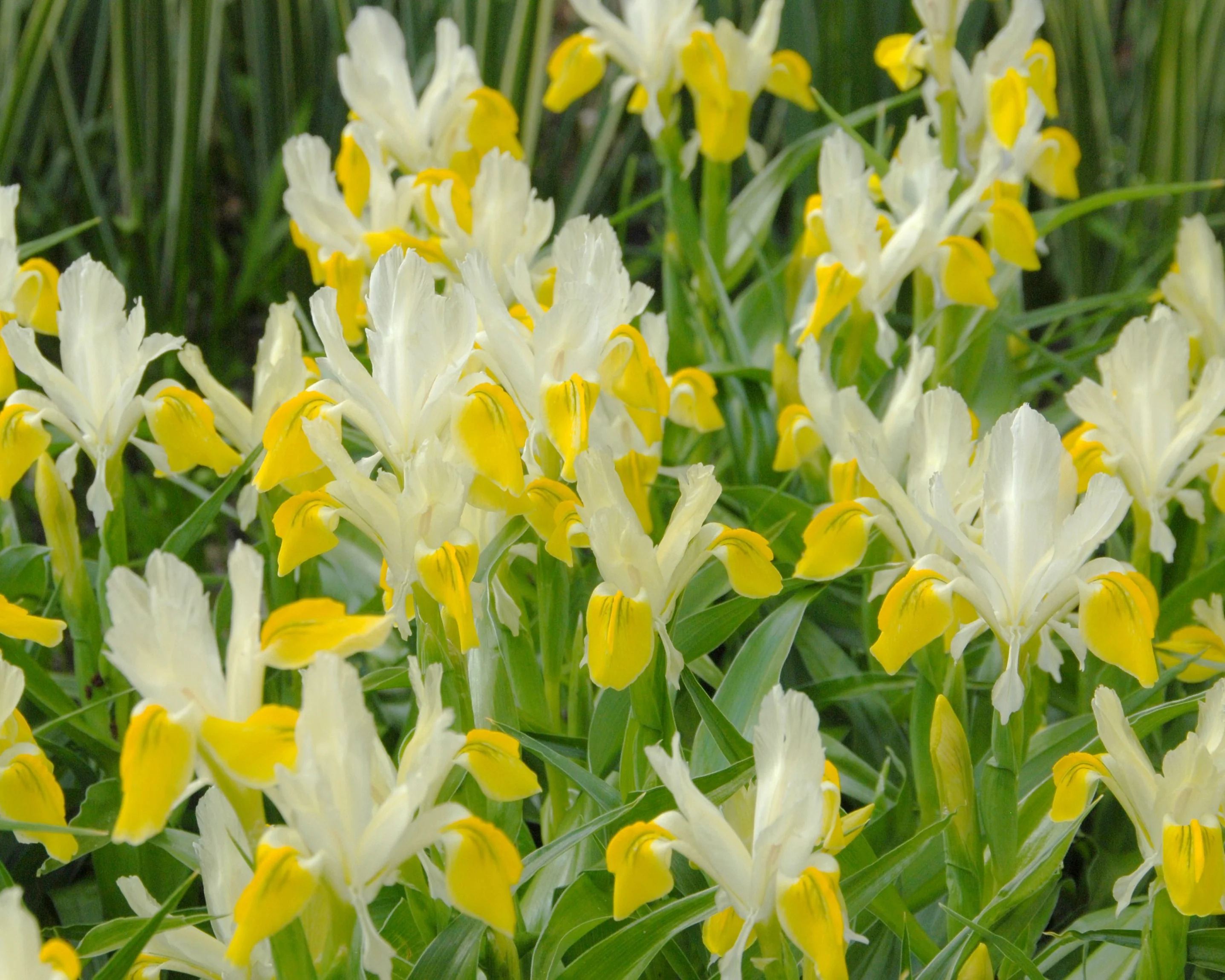 Iris bucharica - Image 3