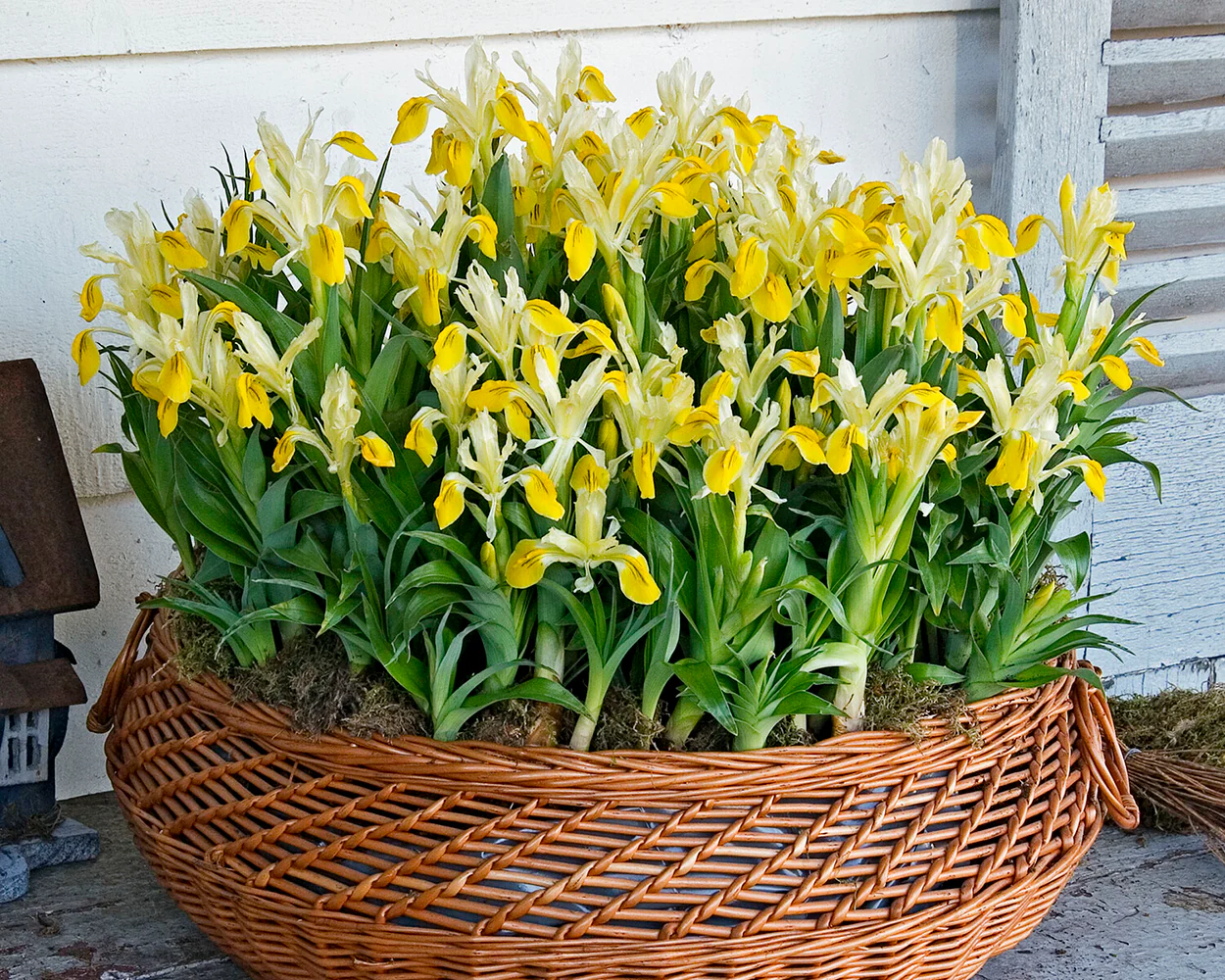 Iris bucharica - Image 5
