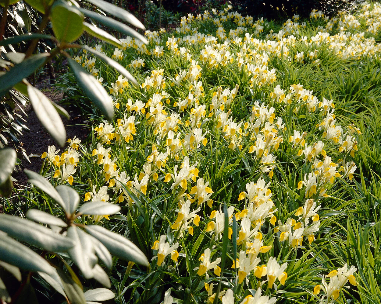 Iris bucharica - Image 8