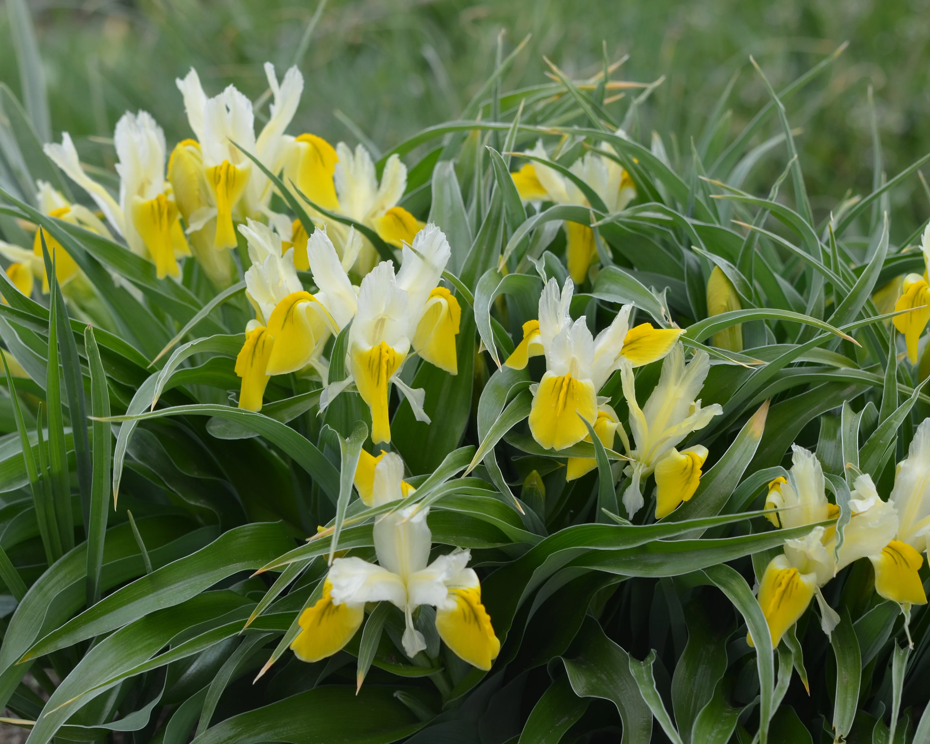 Iris bucharica - Image 9