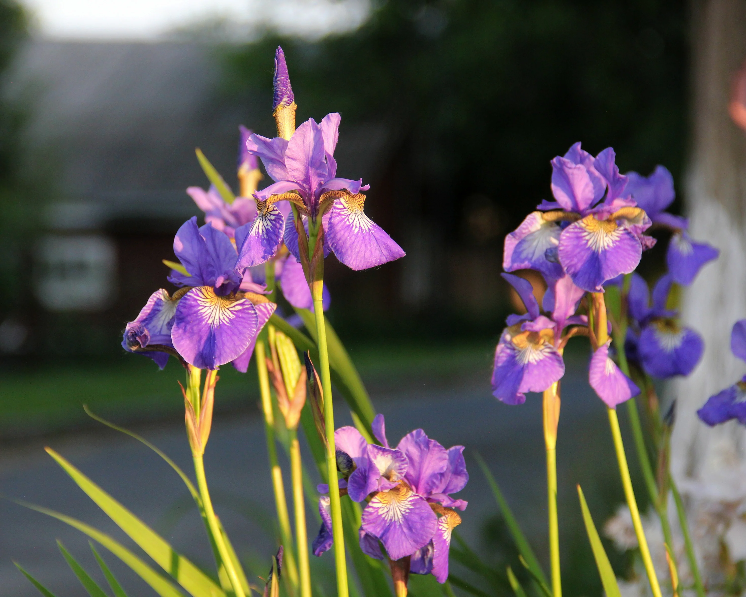 Iris 'Caesar's Brother' - Image 3
