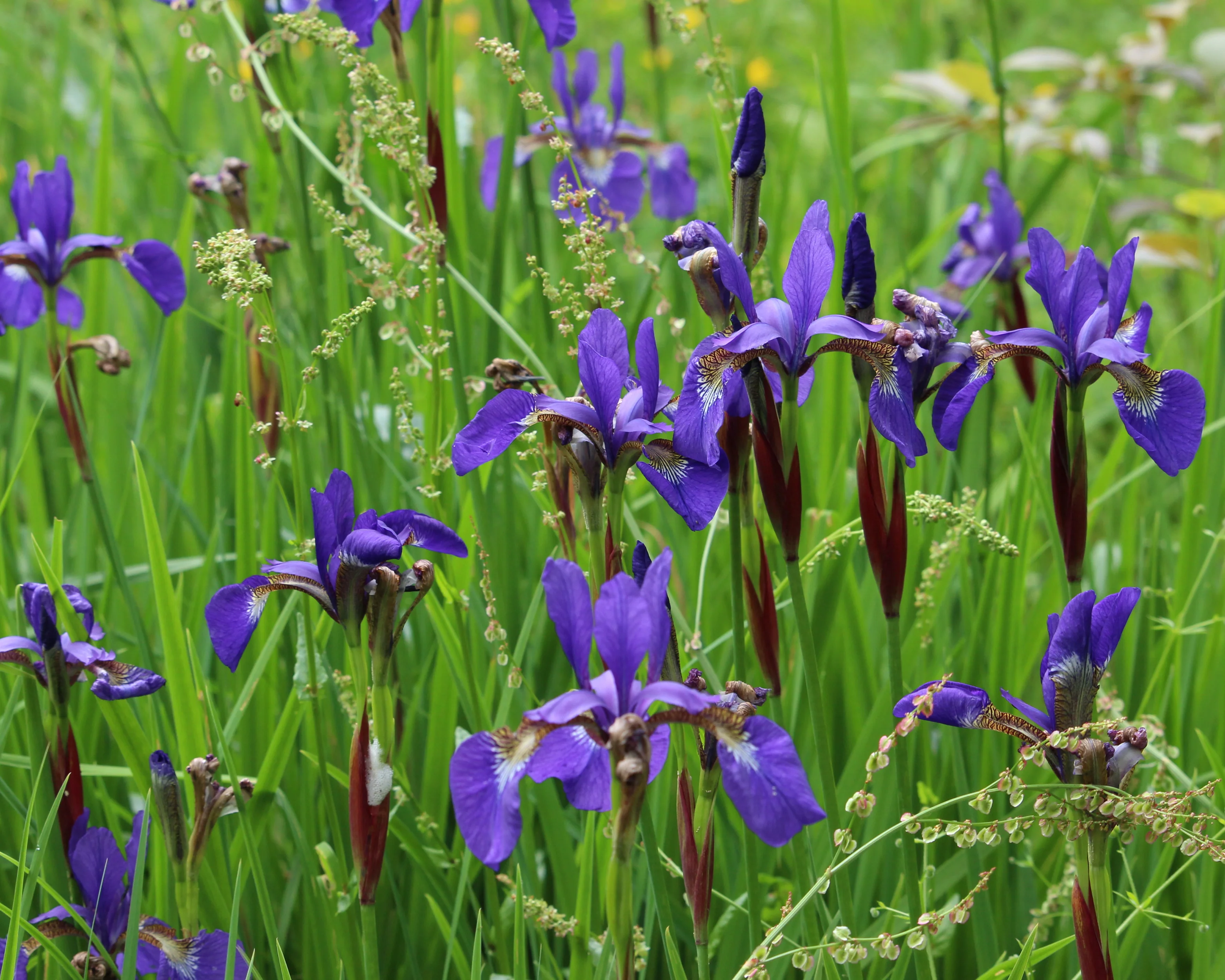 Iris 'Caesar's Brother' - Image 4