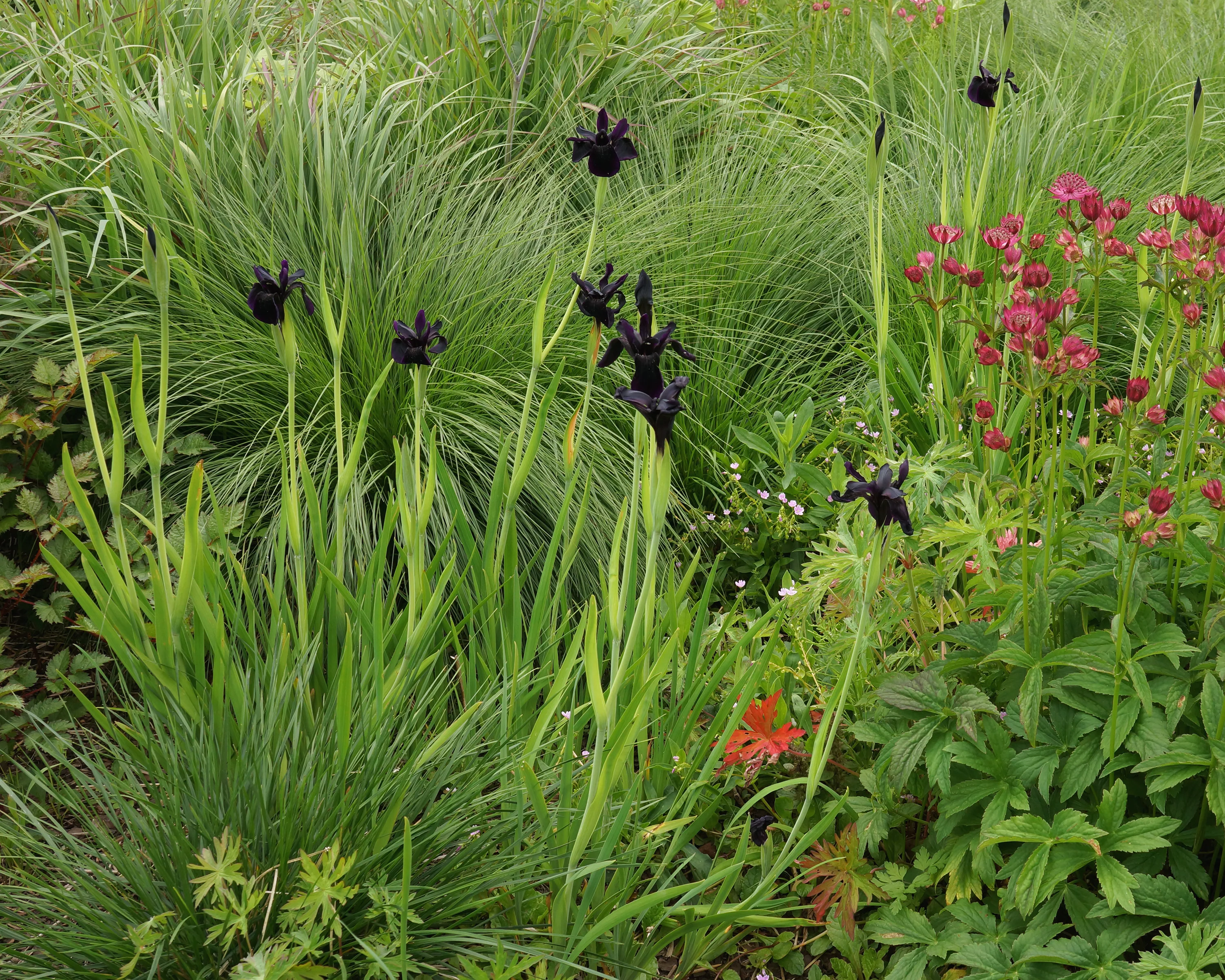 Iris 'Just Around Midnight' - Image 3