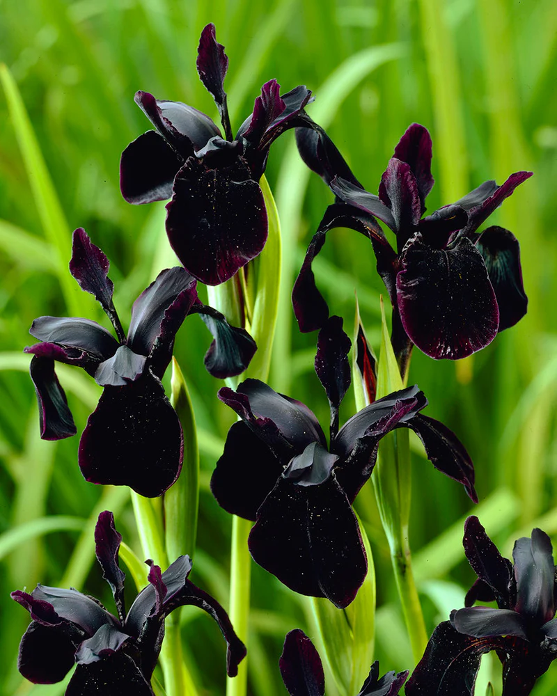 Iris 'Just Around Midnight' - Image 4