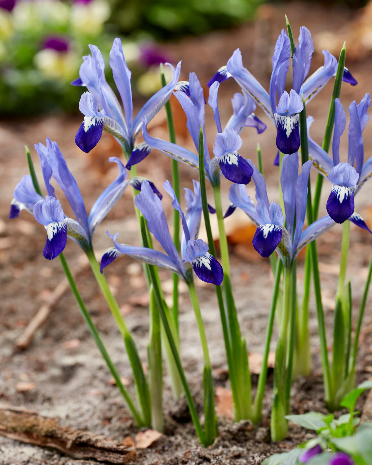 Iris 'Clairette' - Image 2