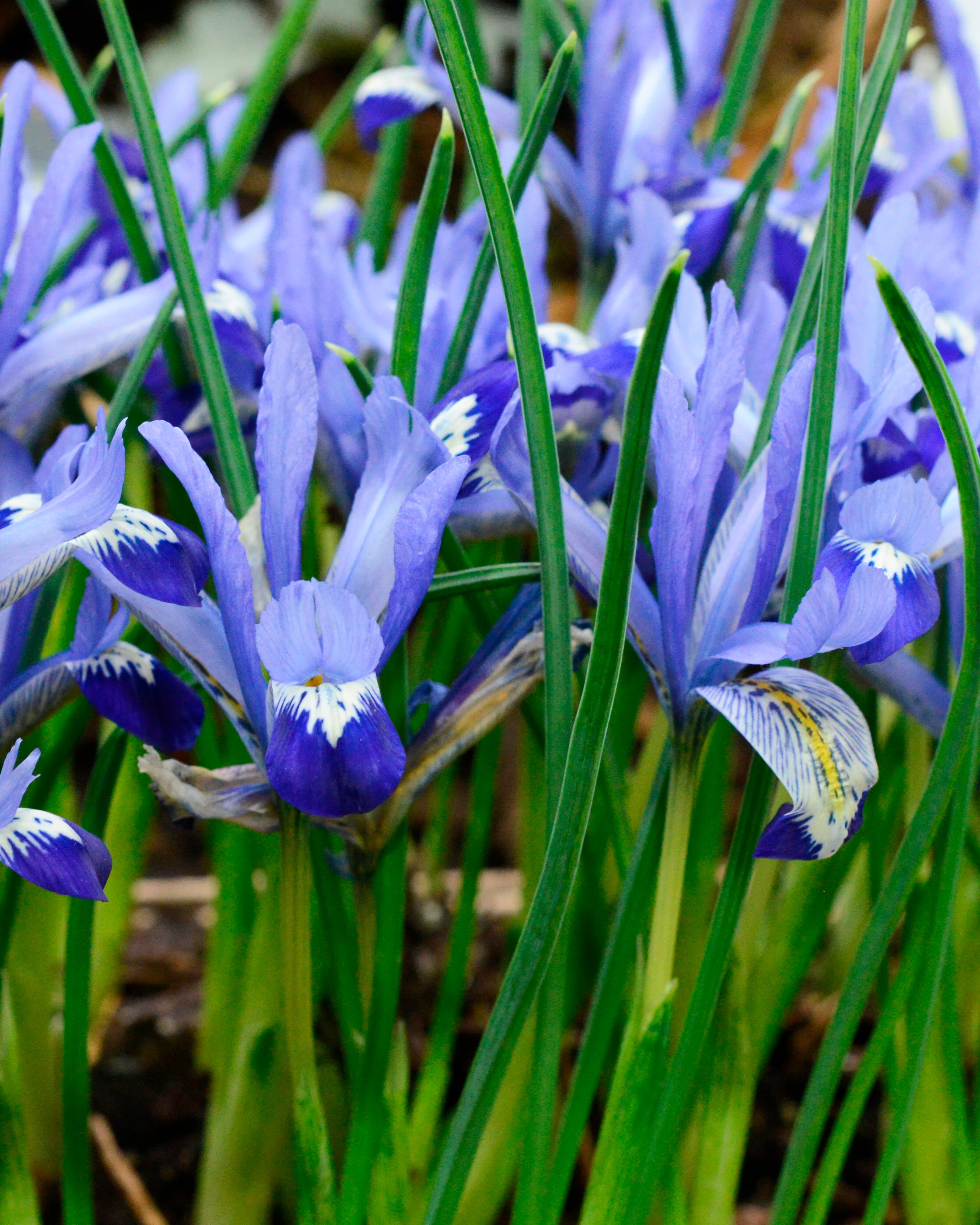 Iris 'Clairette' - Image 3