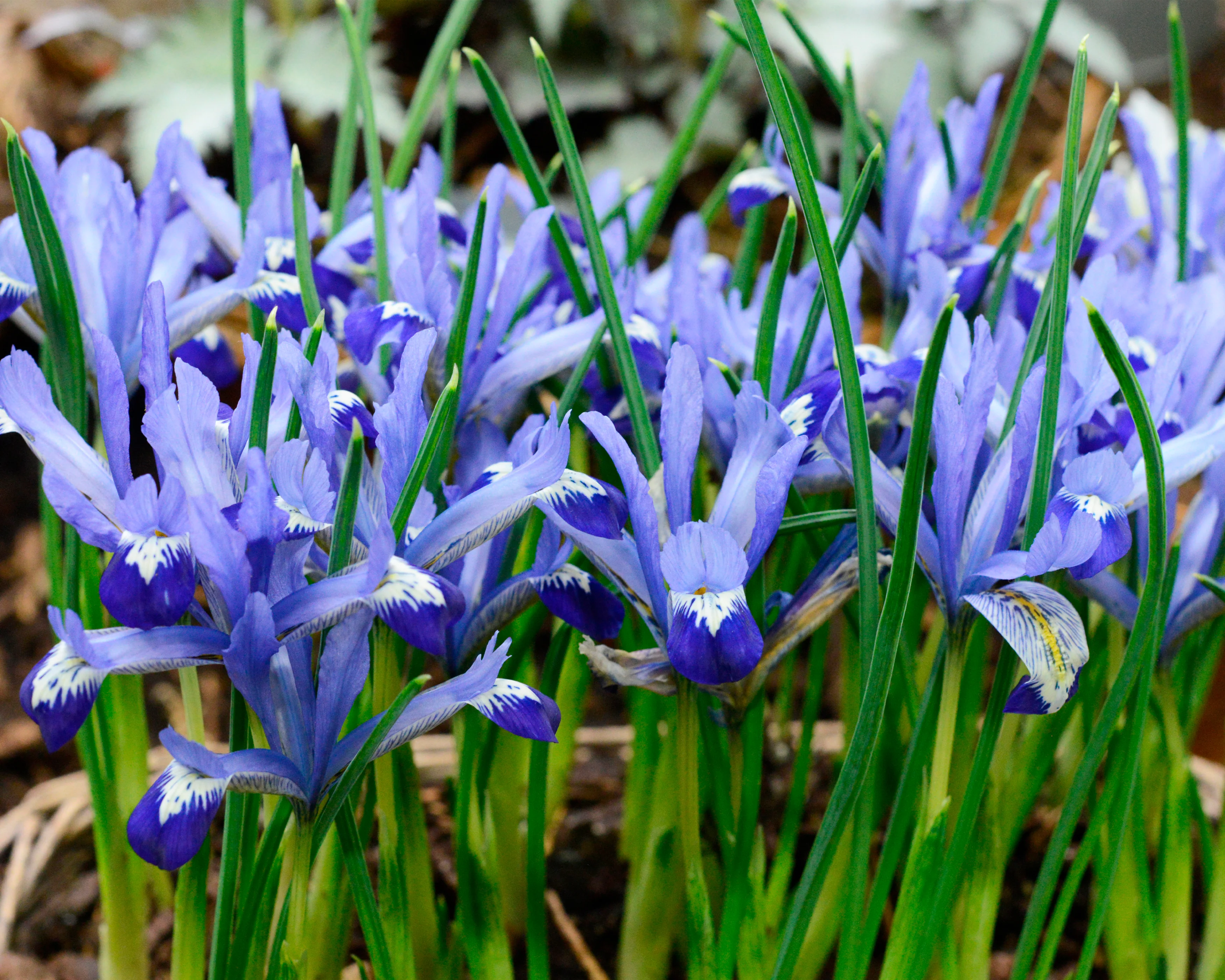Iris 'Clairette' - Image 4