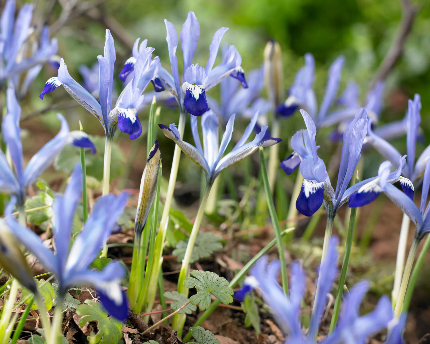 Iris 'Clairette' - Image 6