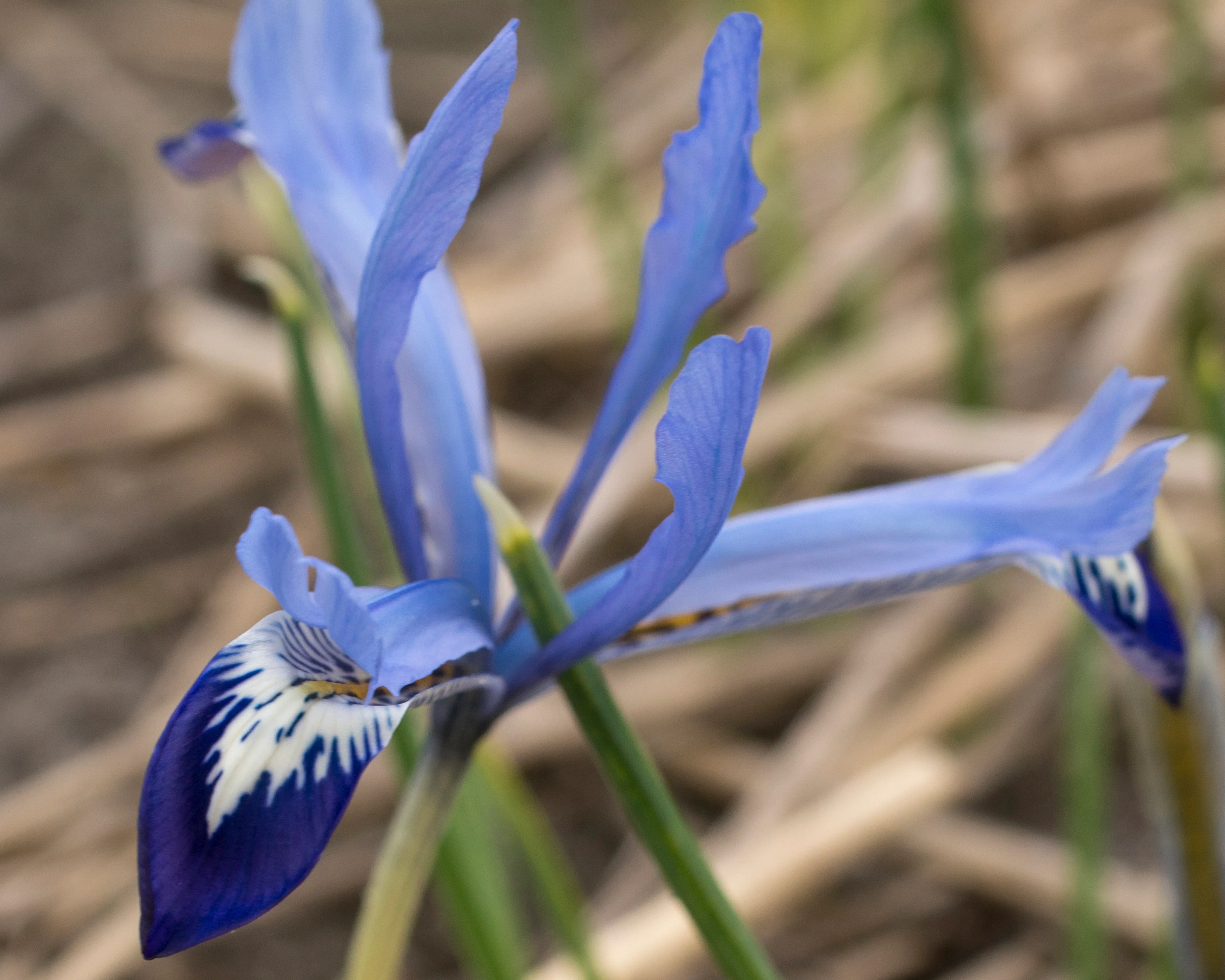 Iris 'Clairette' - Image 8