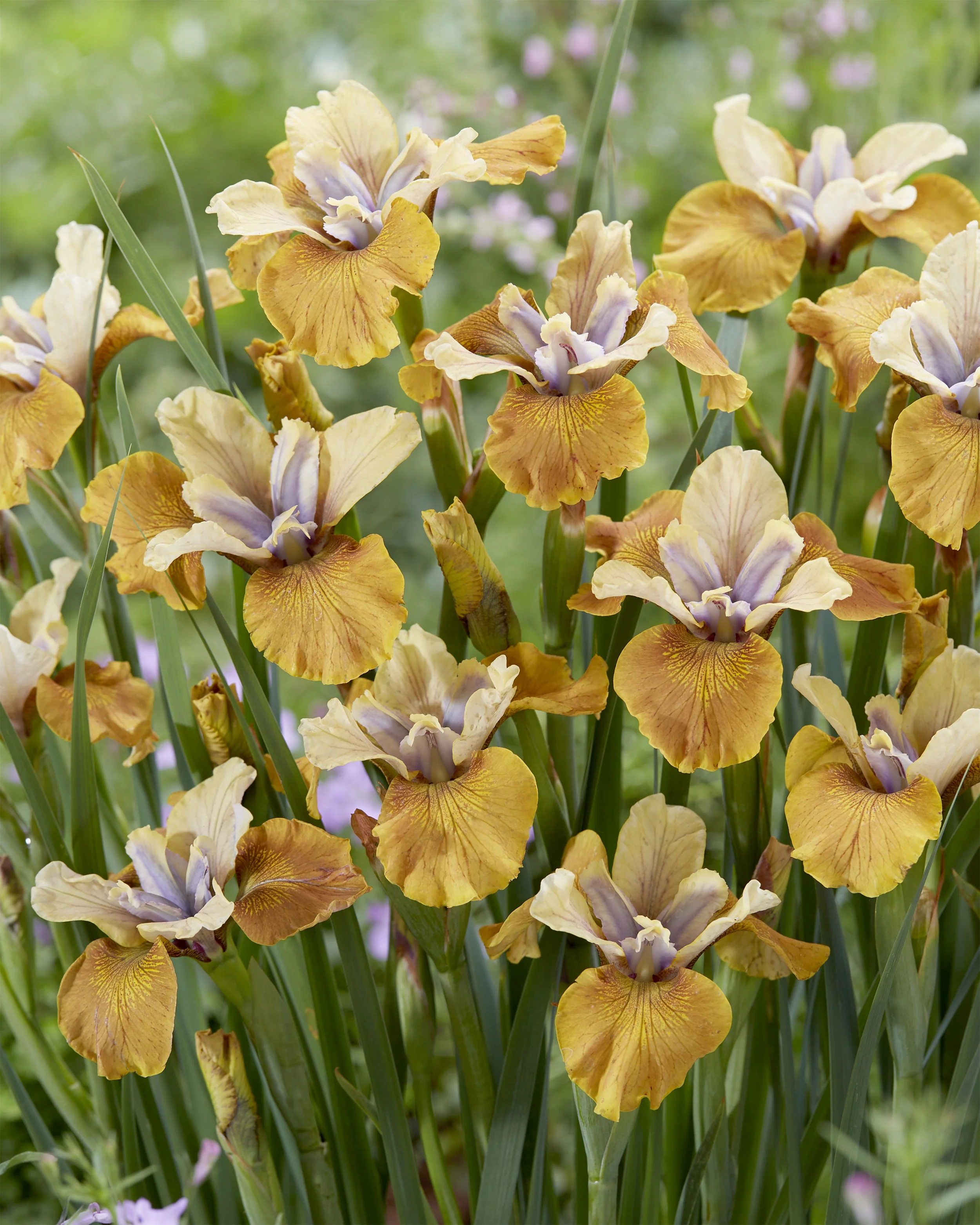Iris 'Colonel Mustard' - Image 2