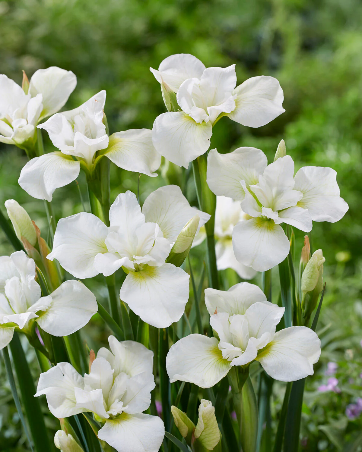 Iris 'Dreaming Green' - Image 2