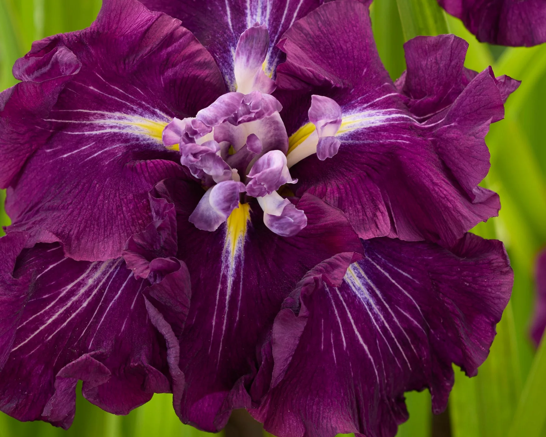 Iris ensata 'Imperial Burgundy' - Image 2
