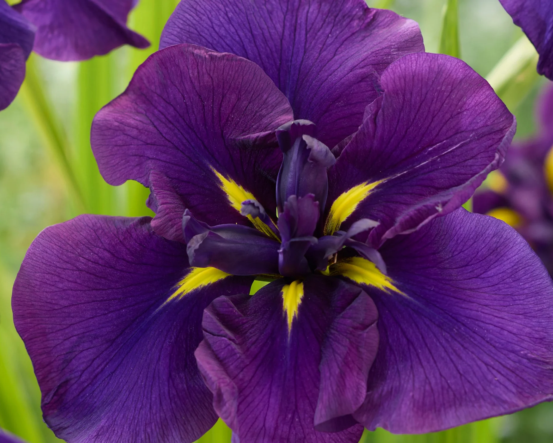 Iris ensata 'Imperial Purple' - Image 2