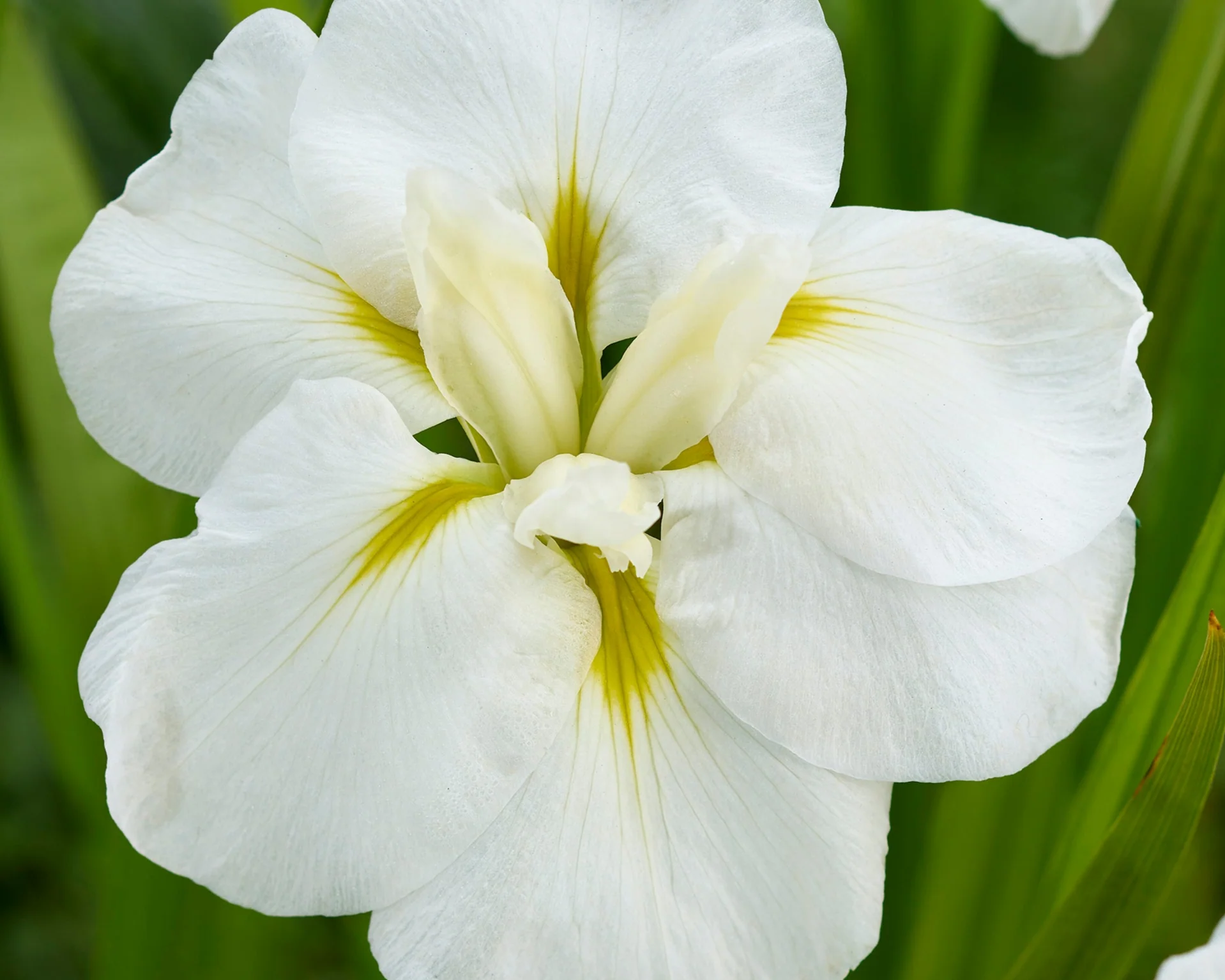 Iris ensata 'Imperial White' - Image 2