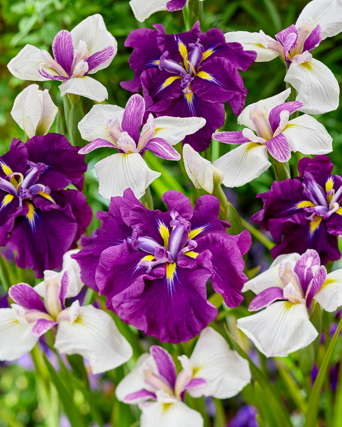 Iris ensata 'Jitsugetsu' - Image 2