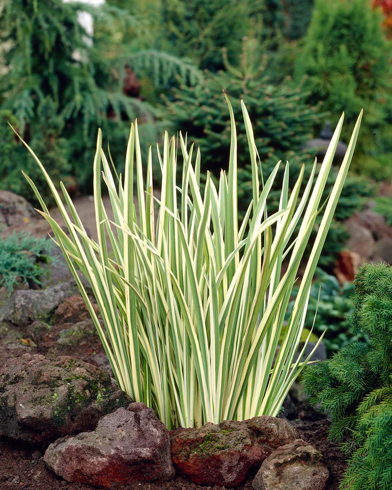 Iris ensata 'Variegata' - Image 2