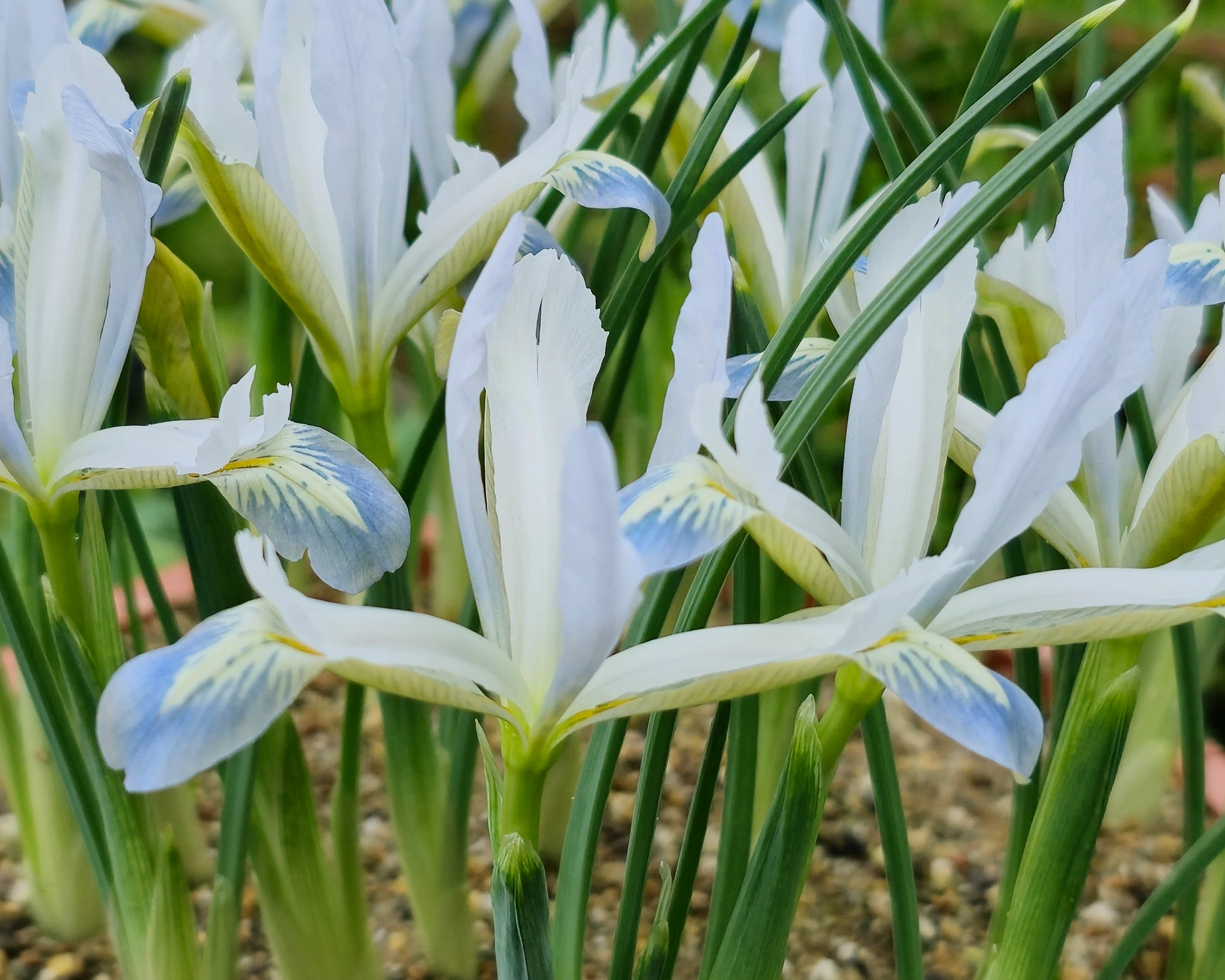 Iris 'Frozen Planet' - Image 3