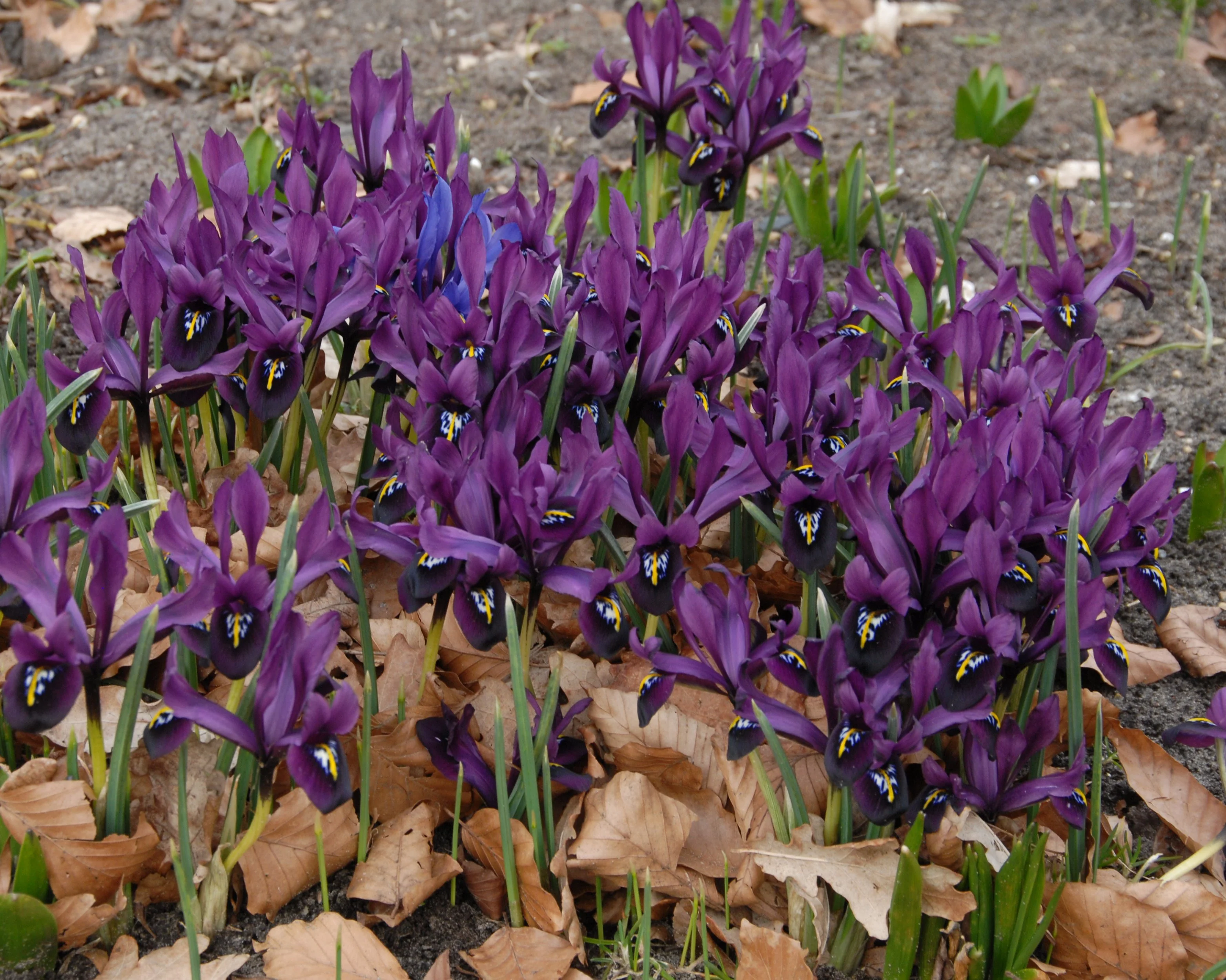 Iris 'George' - Image 3