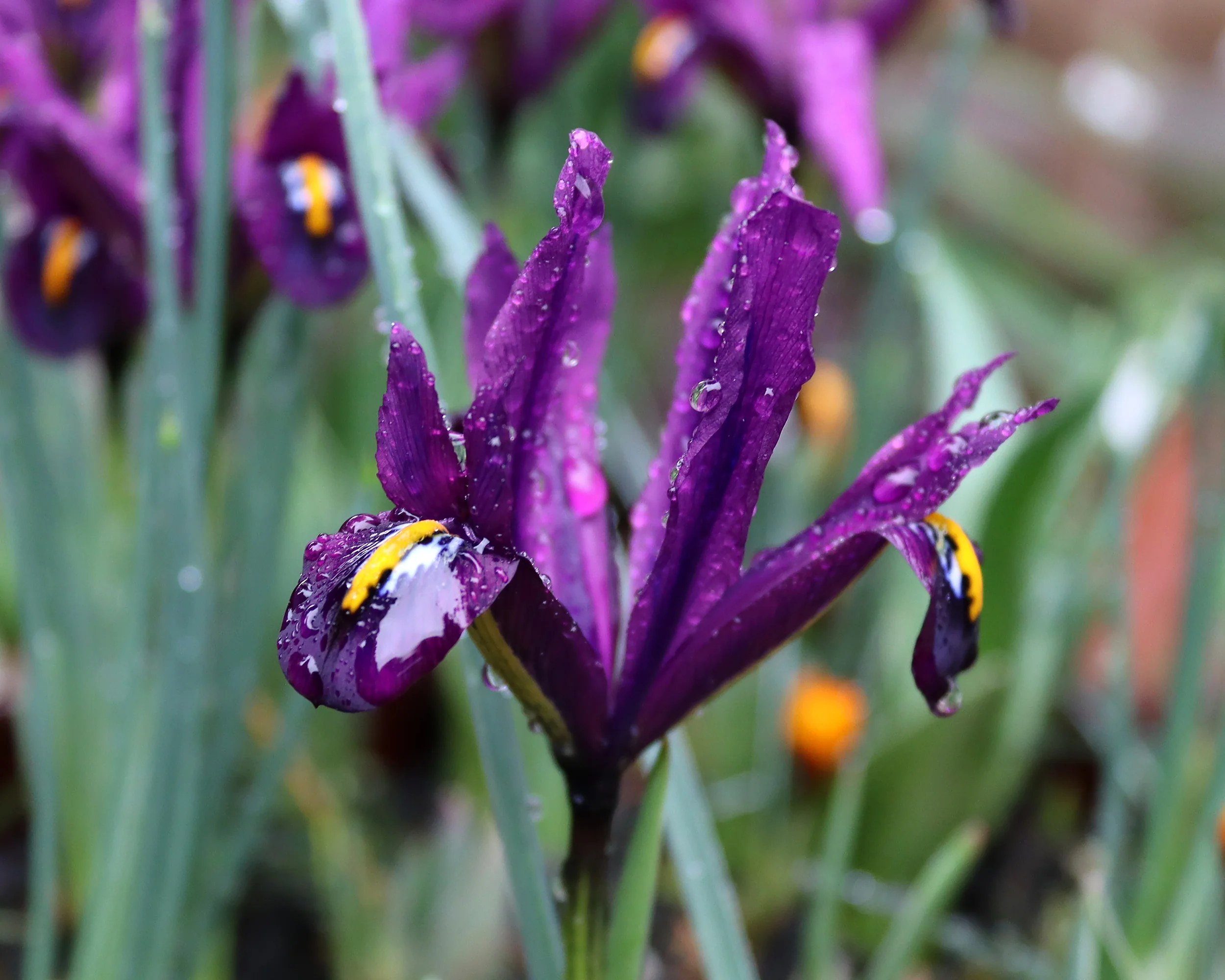 Iris 'George' - Image 4