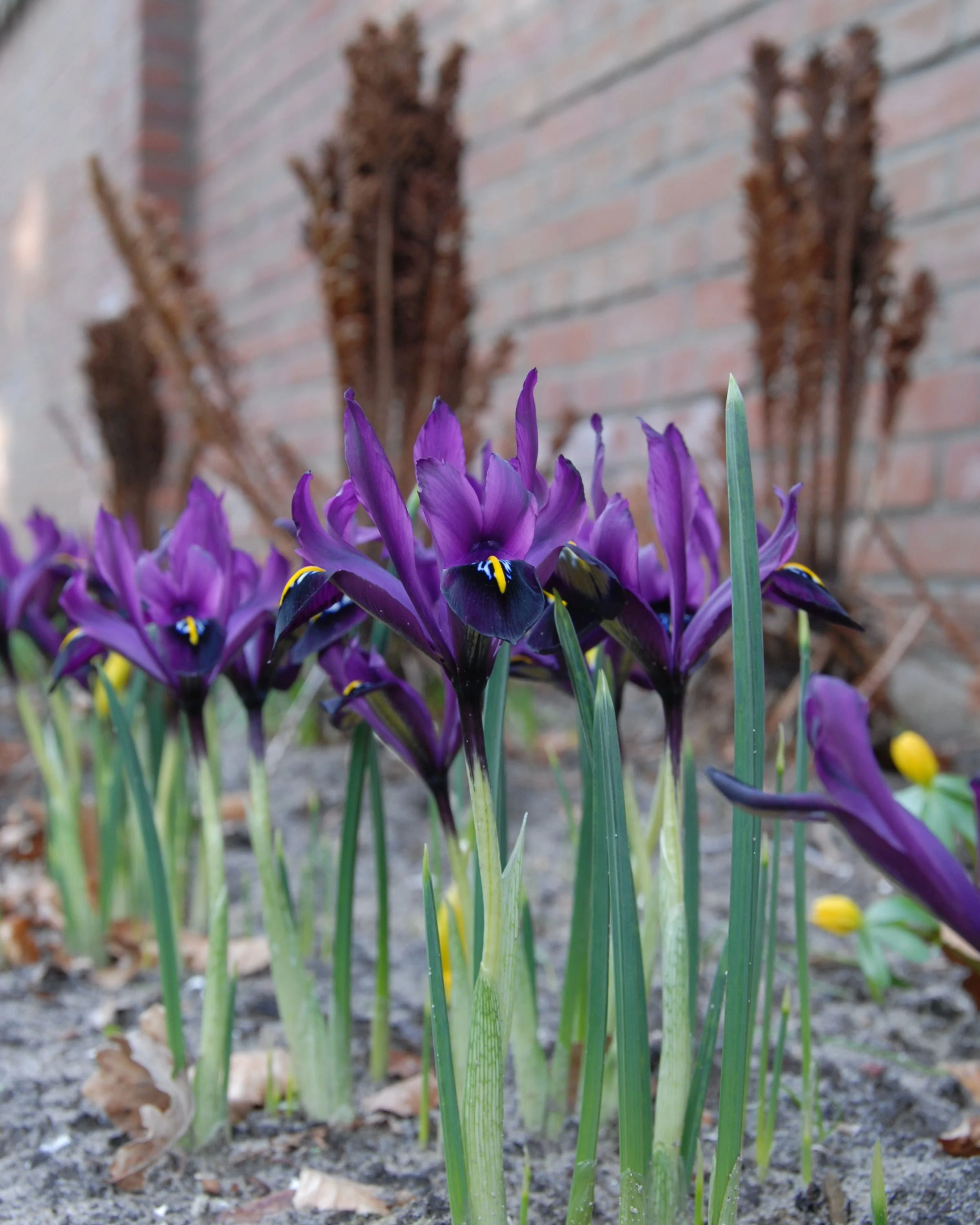 Iris 'George' - Image 5