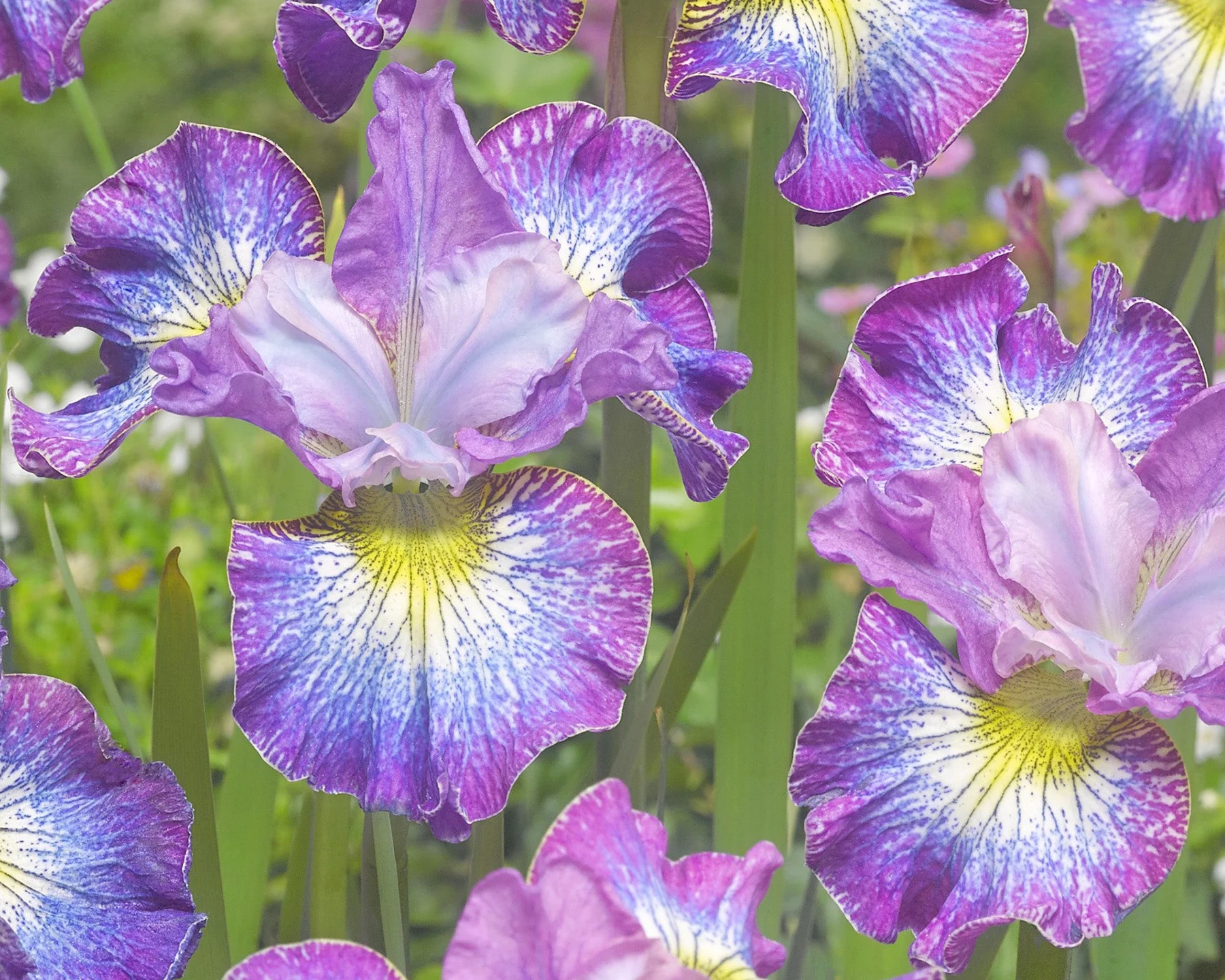 Iris 'How Audacious' - Image 2