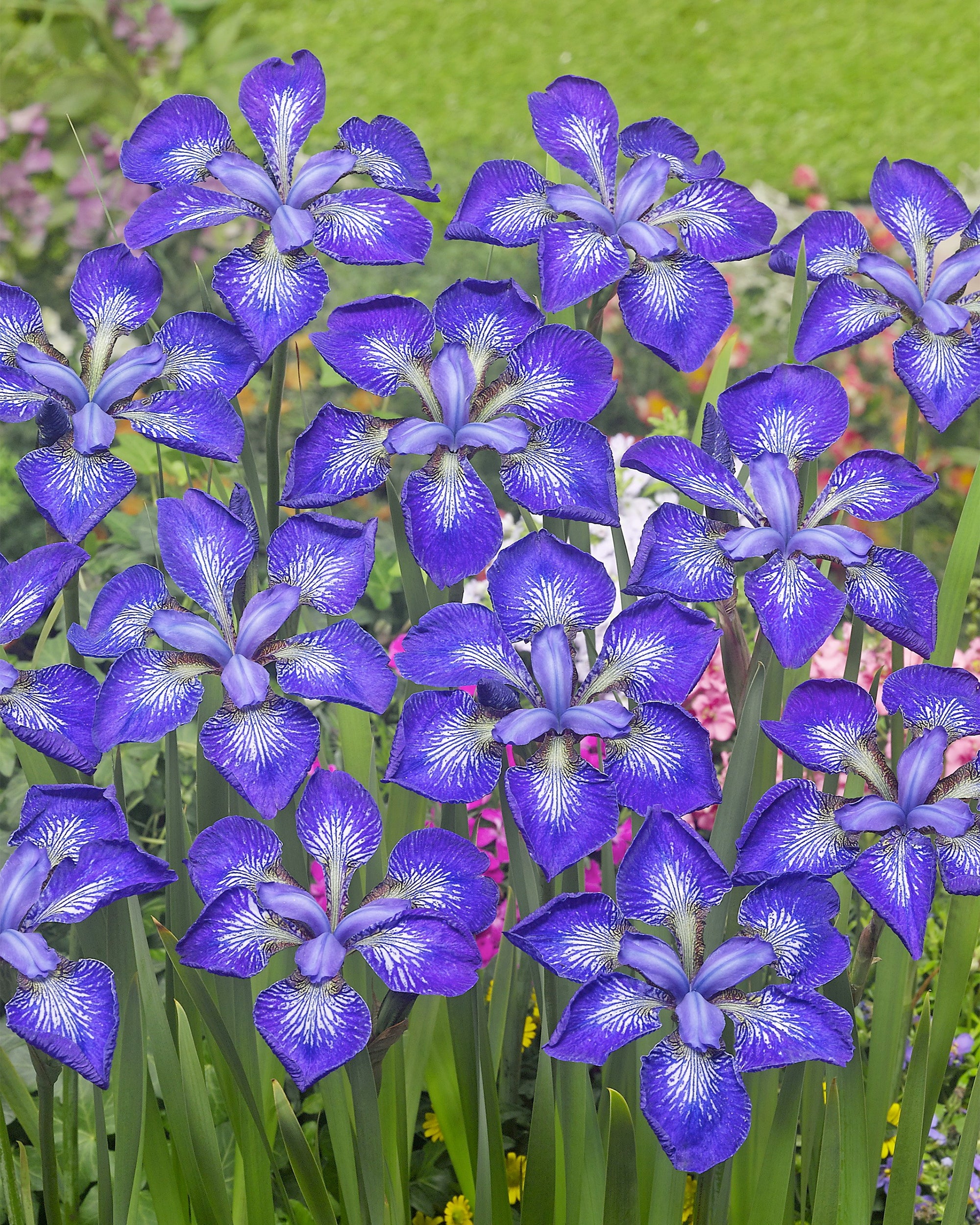 Iris 'I See Stars' - Image 2