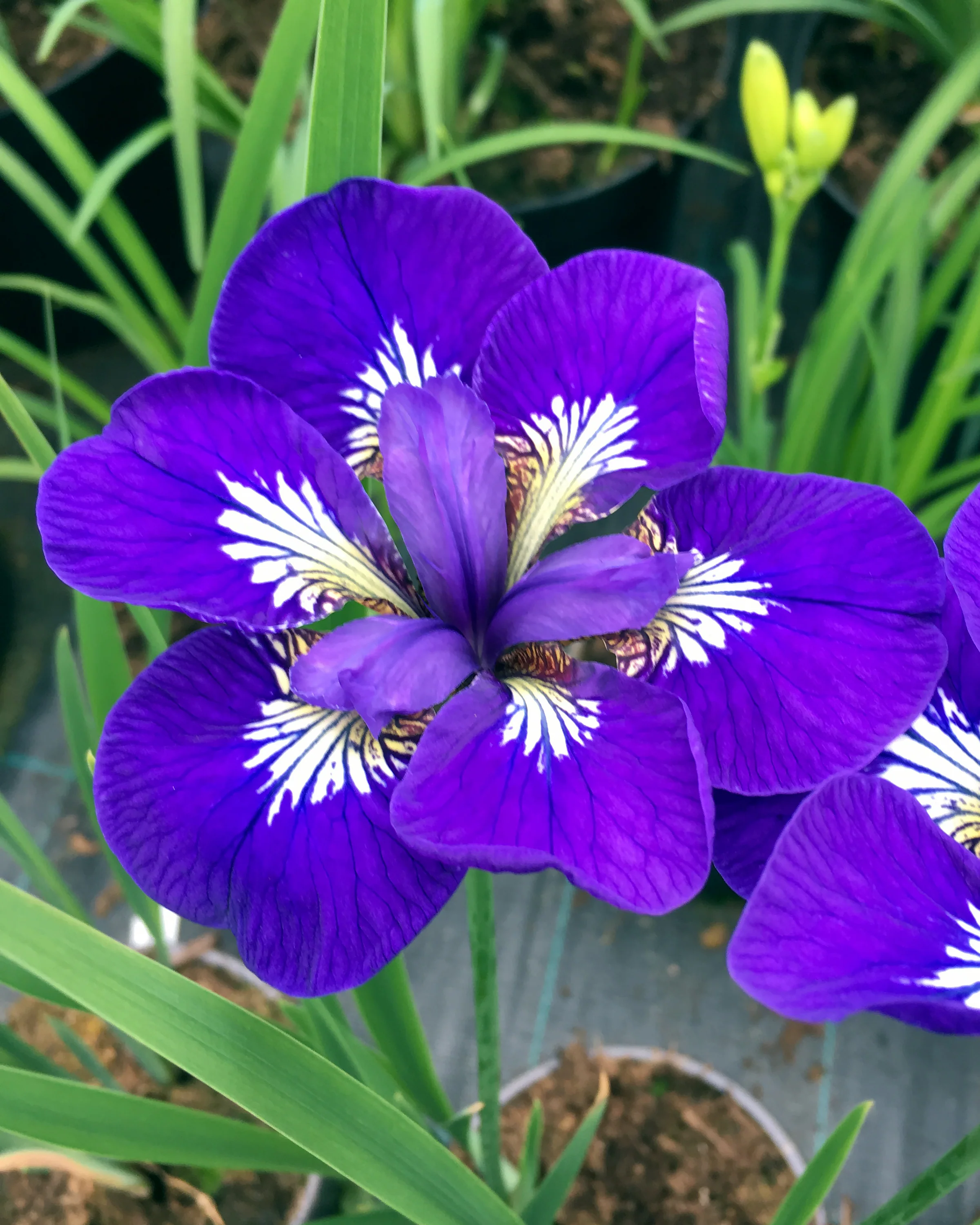 Iris 'I See Stars' - Image 3