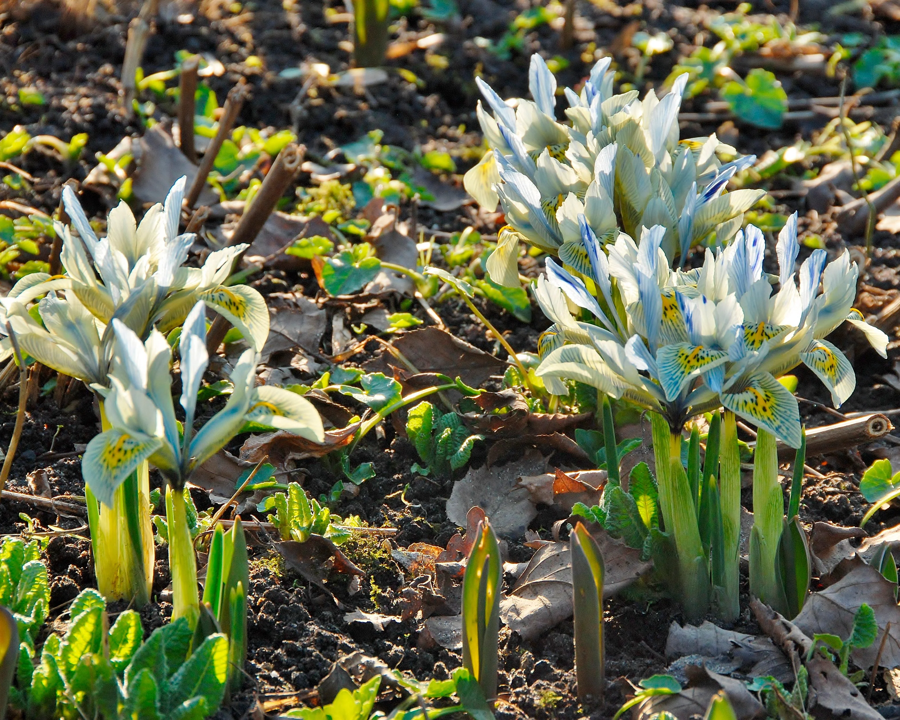 Iris 'Katharine Hodgkin' - Image 2