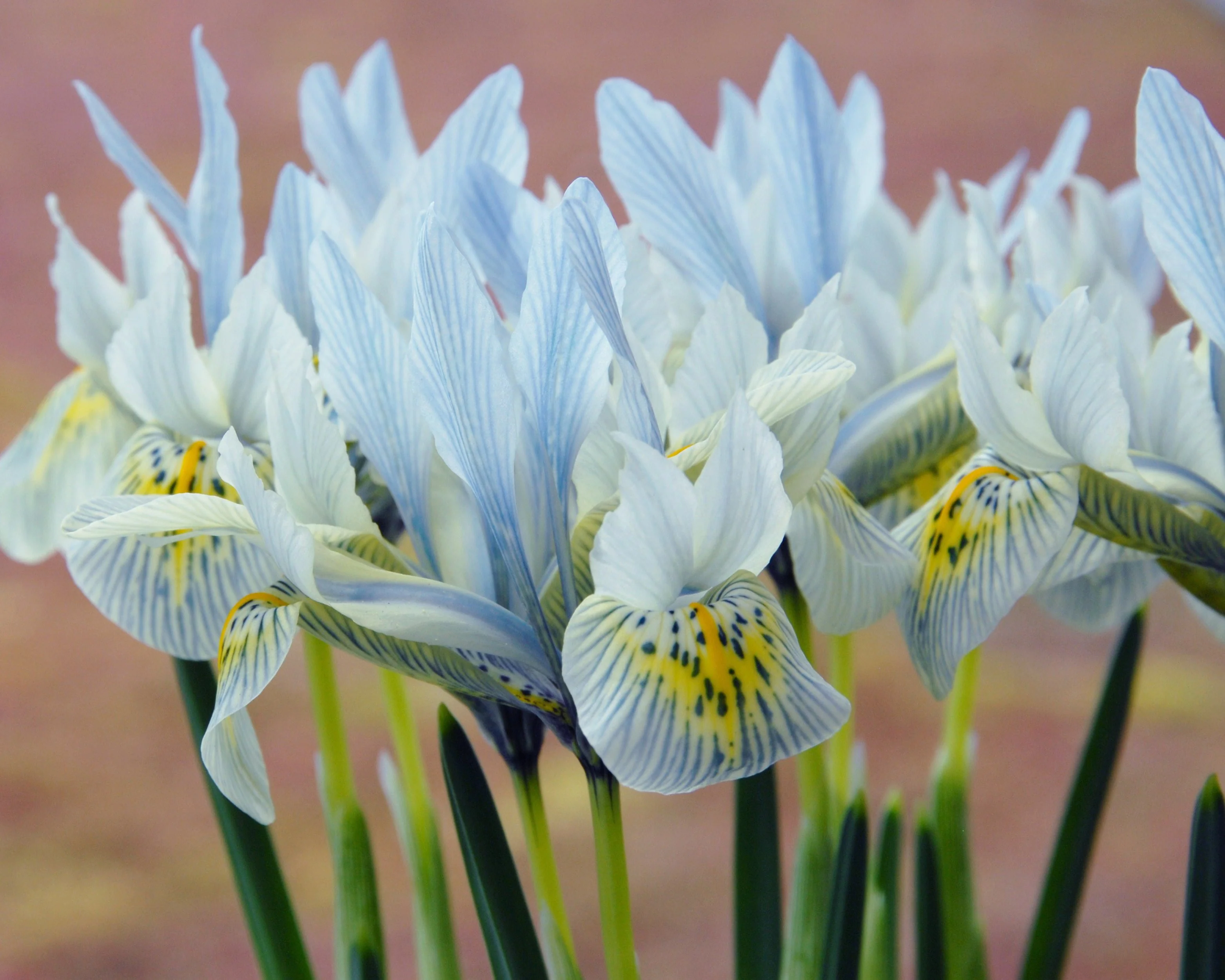 Iris 'Katharine Hodgkin' - Image 6