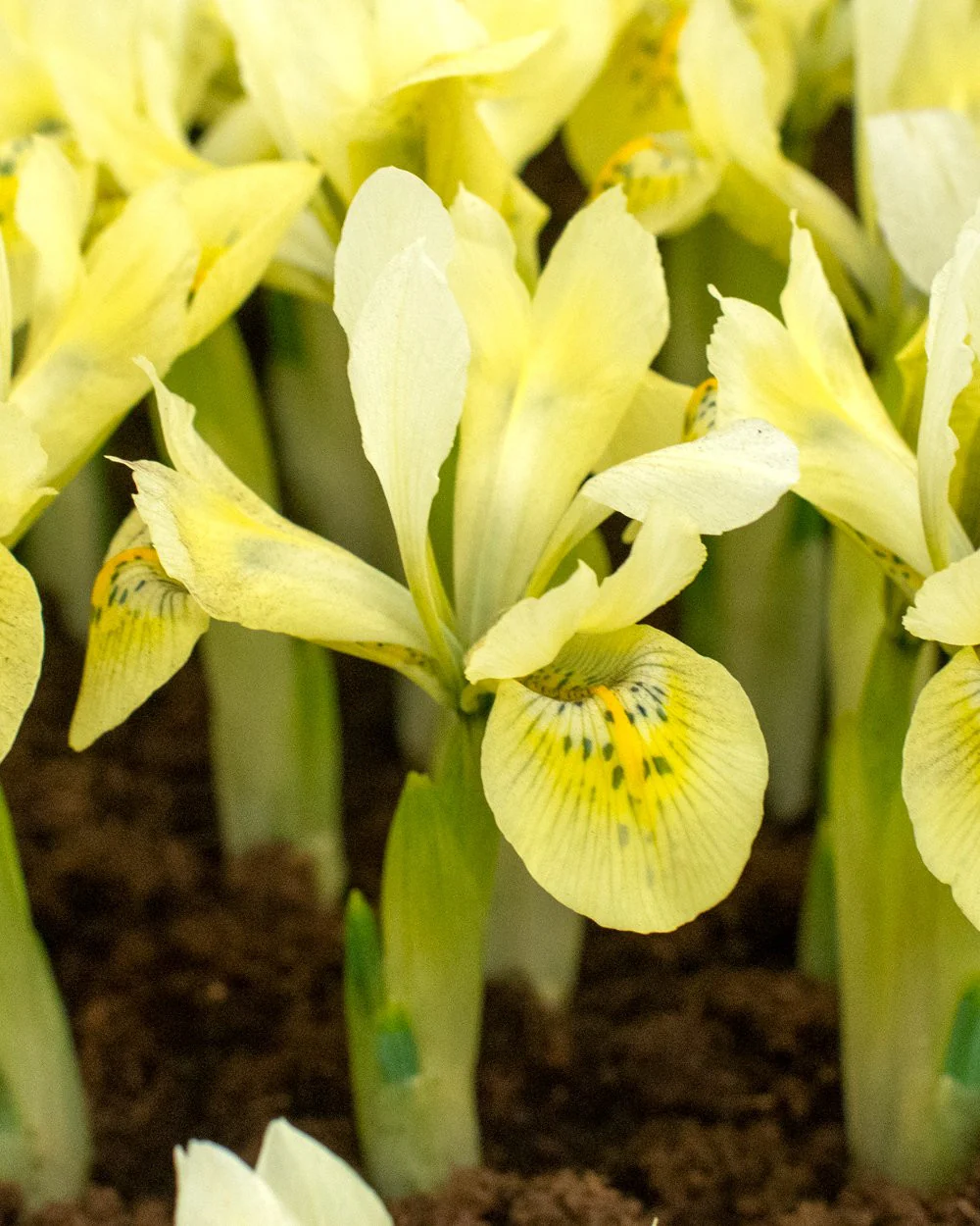 Iris 'Katherine's Gold' - Image 2