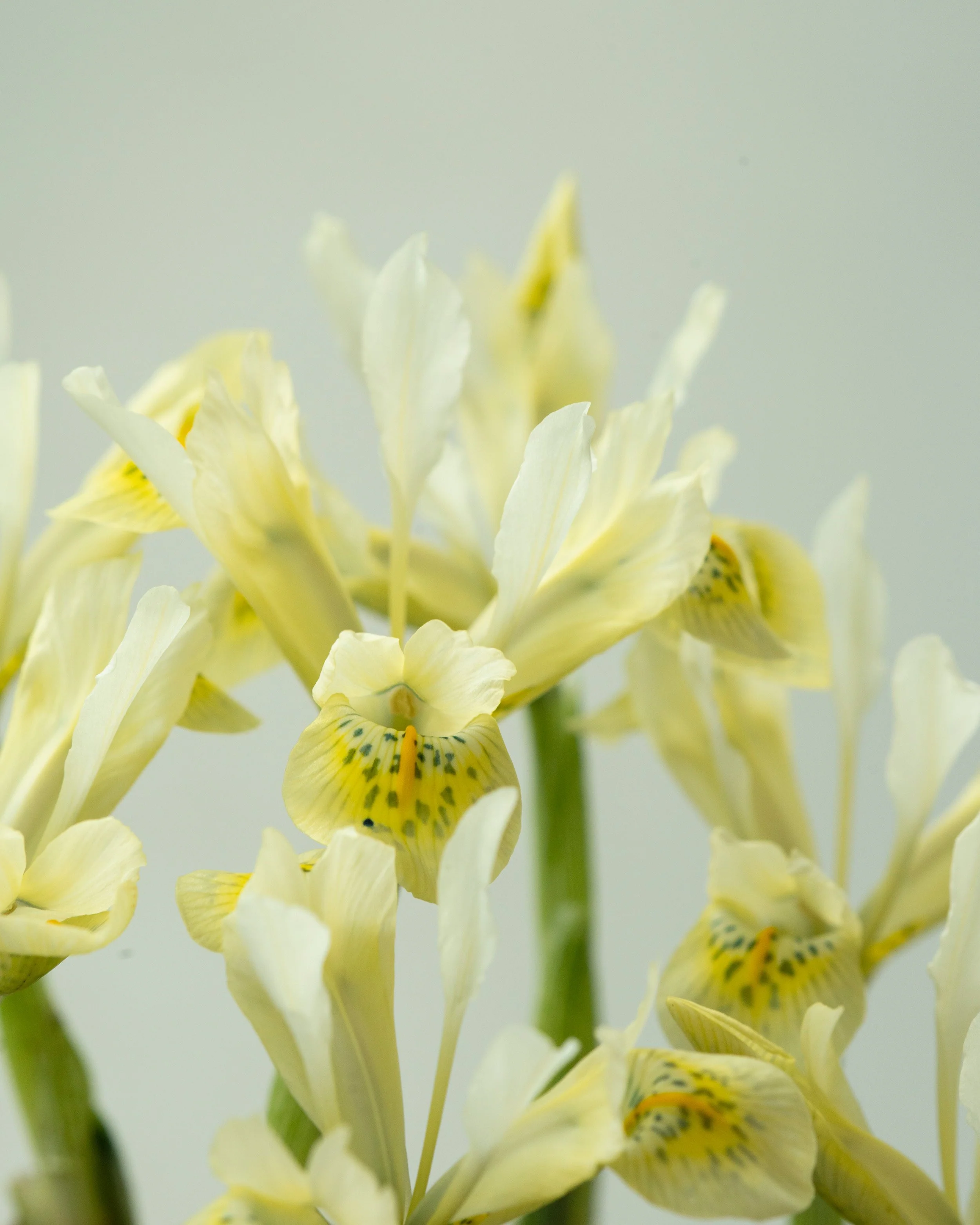 Iris 'Katherine's Gold' - Image 4