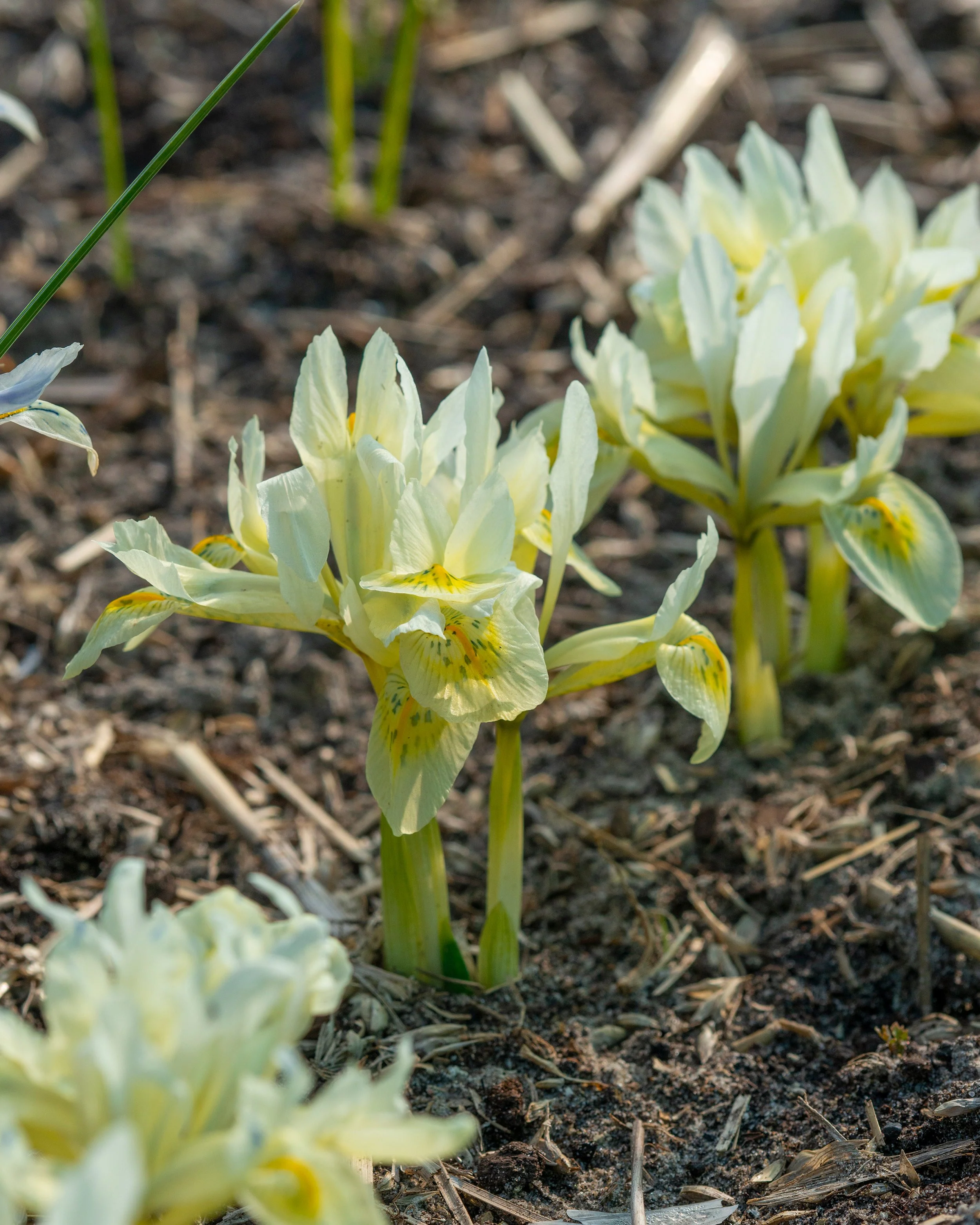 Iris 'Katherine's Gold' - Image 5