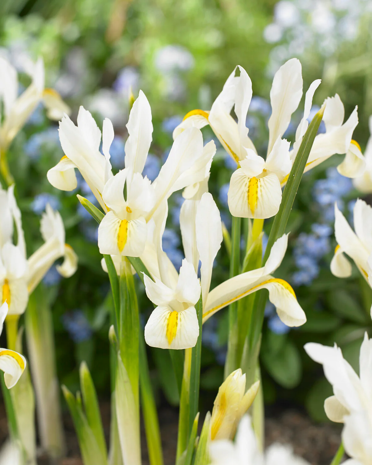 Iris 'Louise' - Image 2